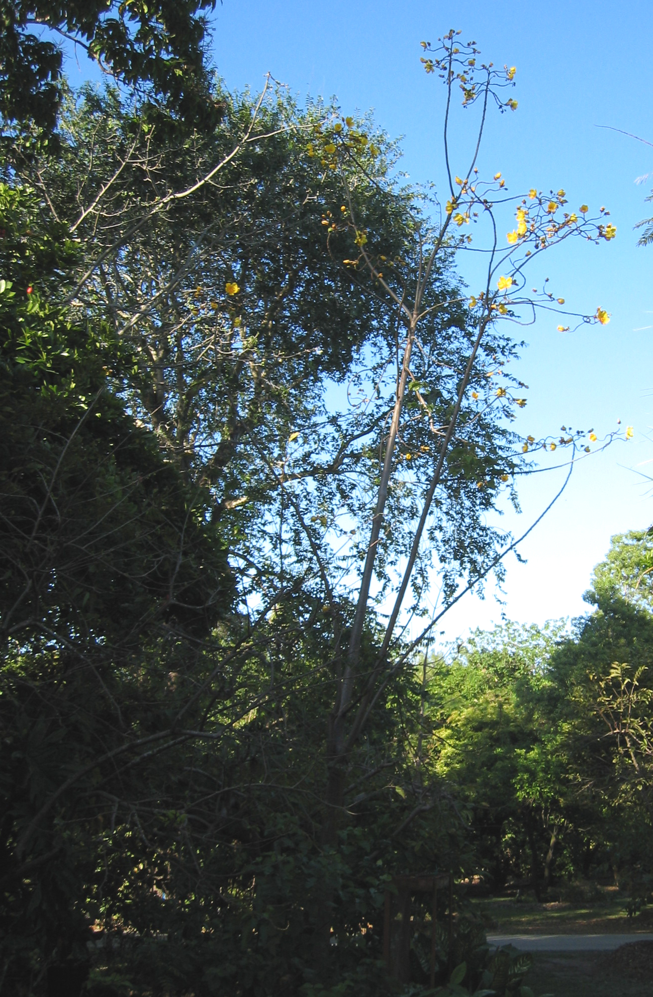 Cochlospermum vitifolium   - Habit, leafless tree in flower