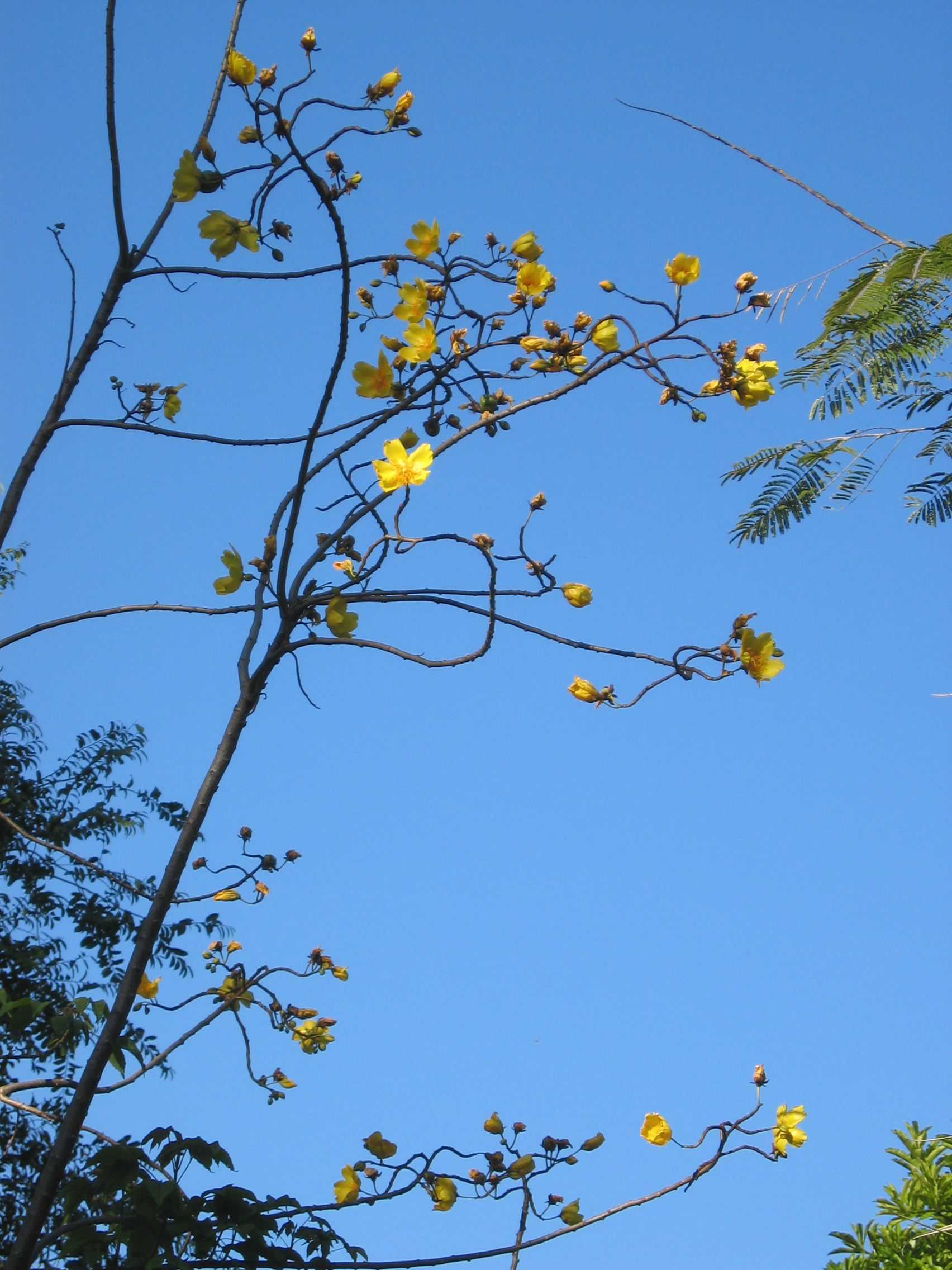 Cochlospermum vitifolium   - Flowering branches