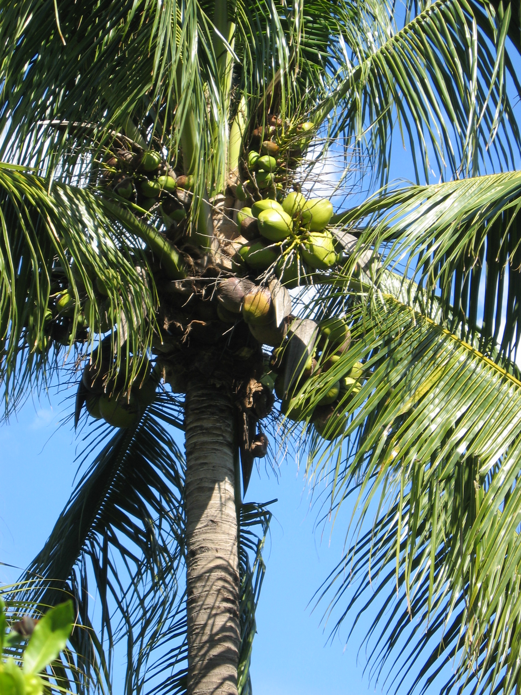 Cocos nucifera   - 
