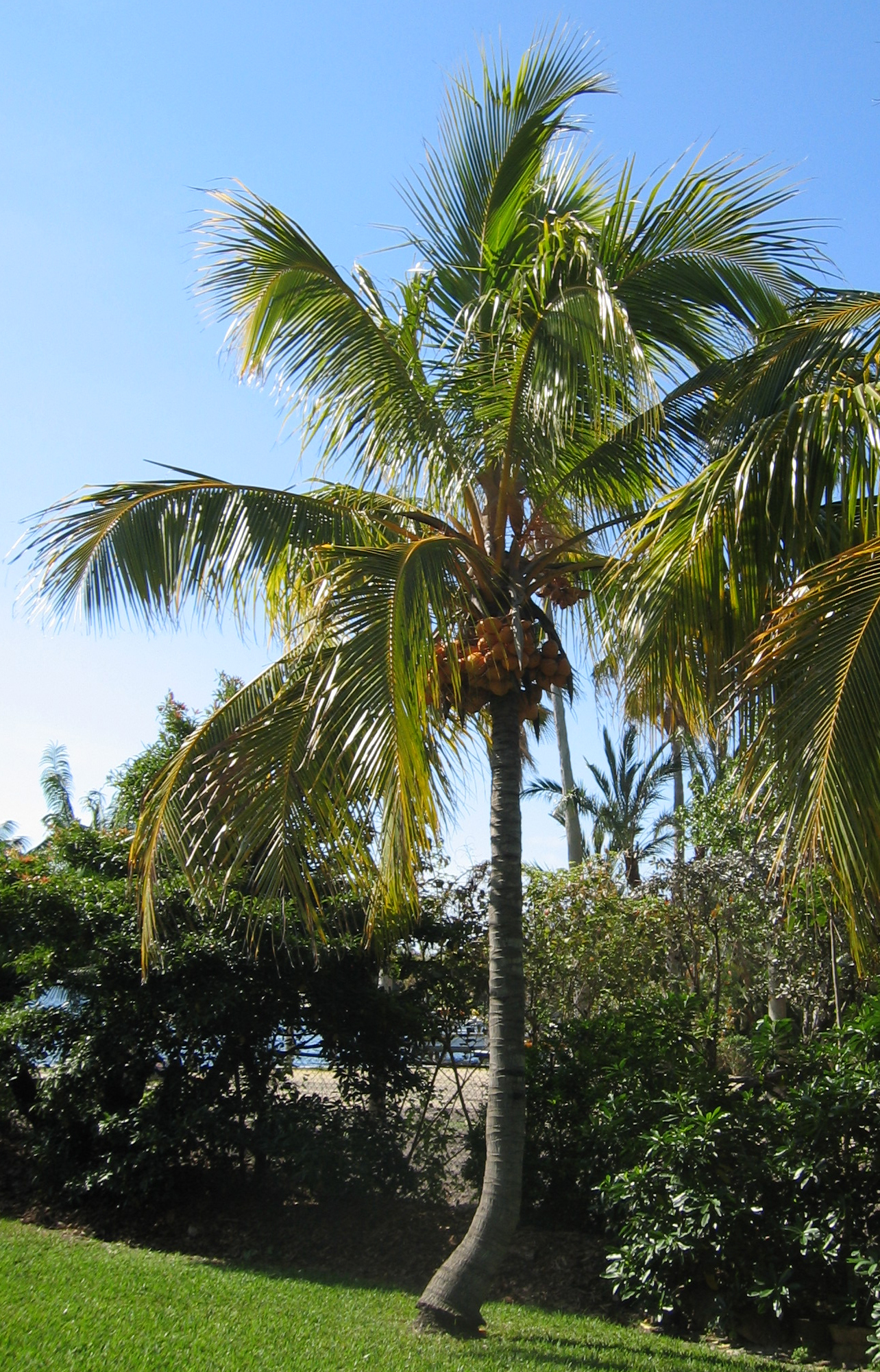 Cocos nucifera   - 