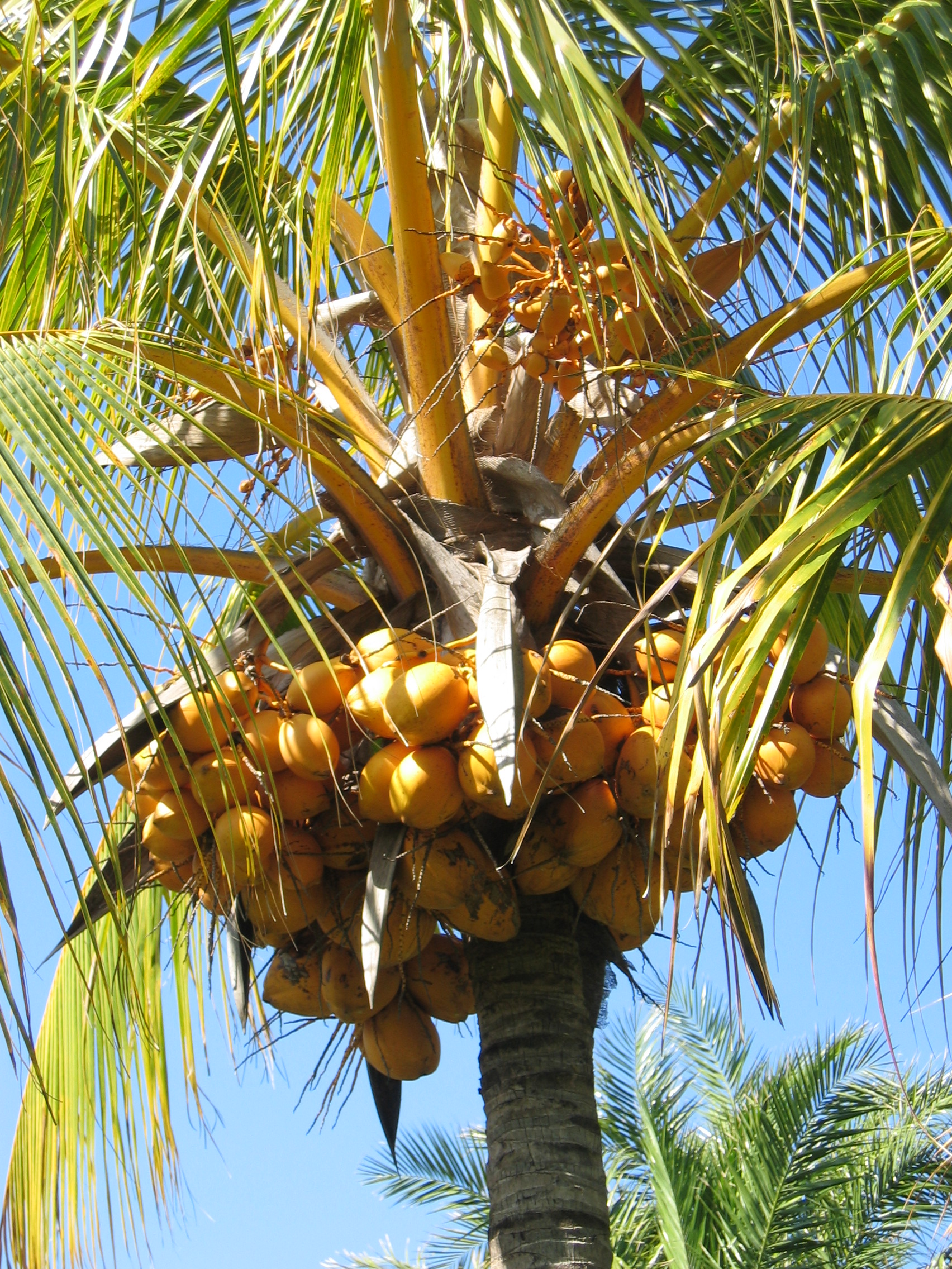 Cocos nucifera   - 