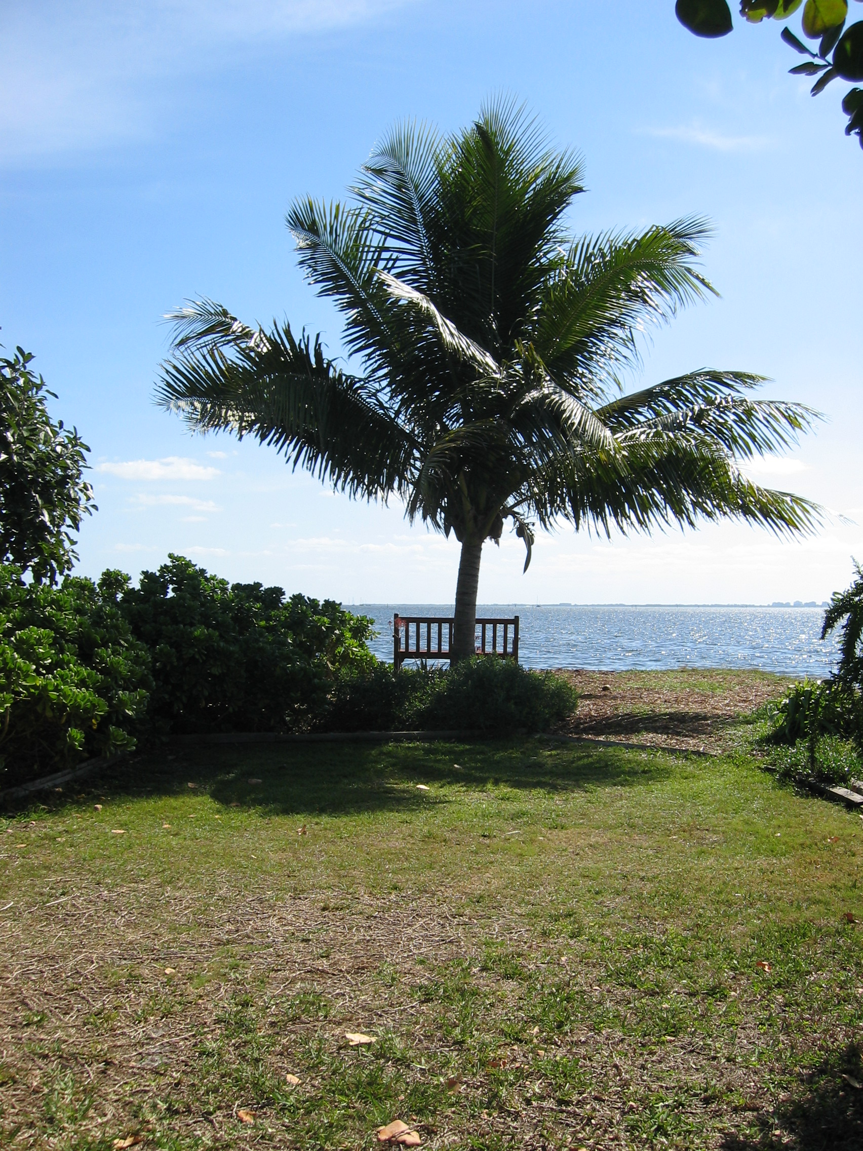 Cocos nucifera   - 