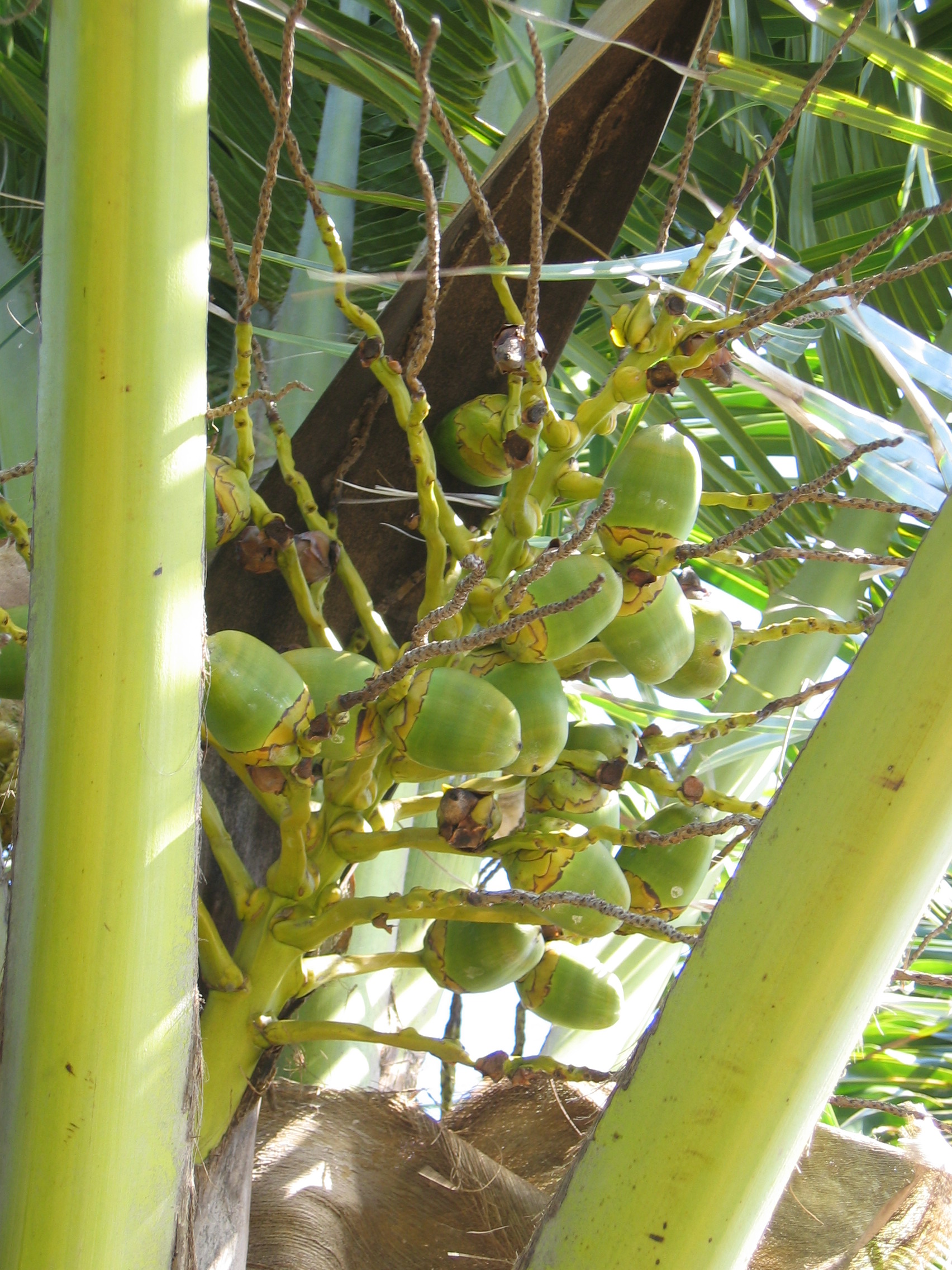 Cocos nucifera   - 