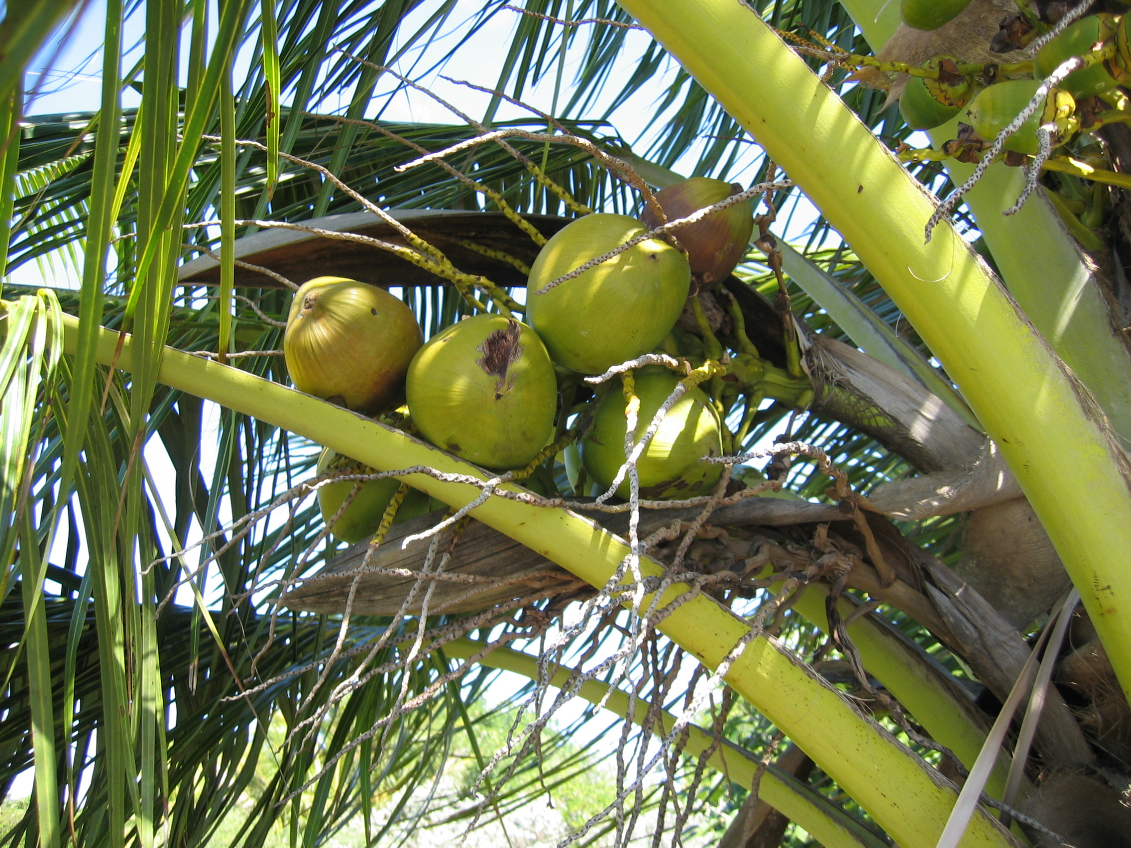 Cocos nucifera   - 