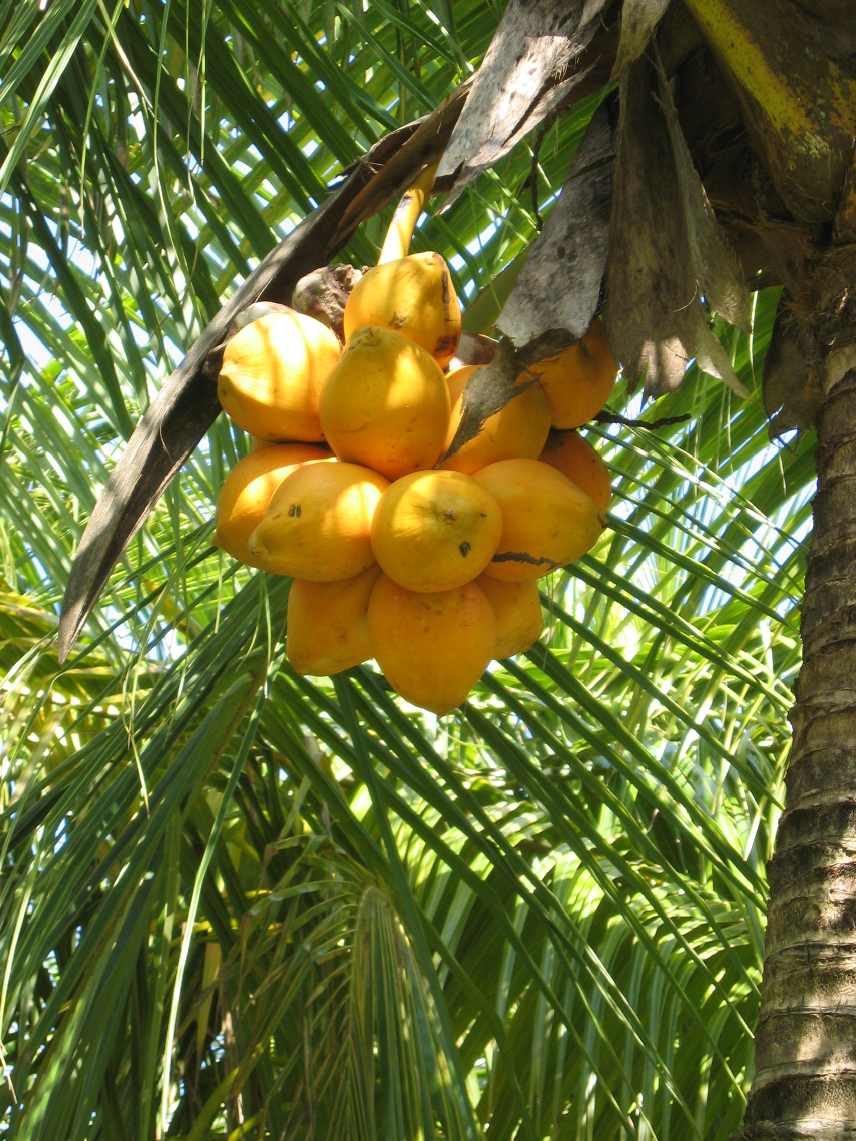 Cocos nucifera  'Spicata' - 