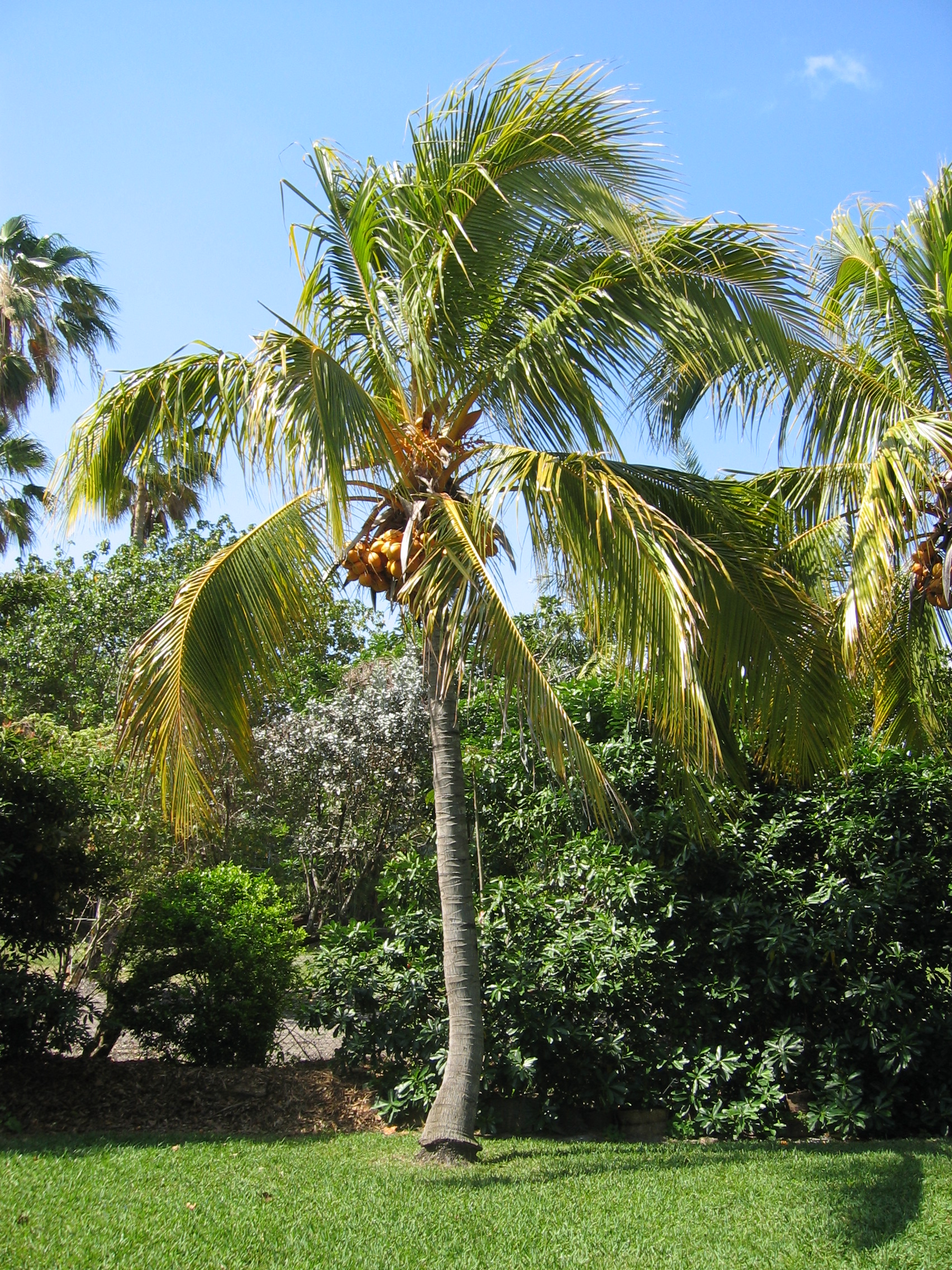 Cocos nucifera  'Spicata' - 