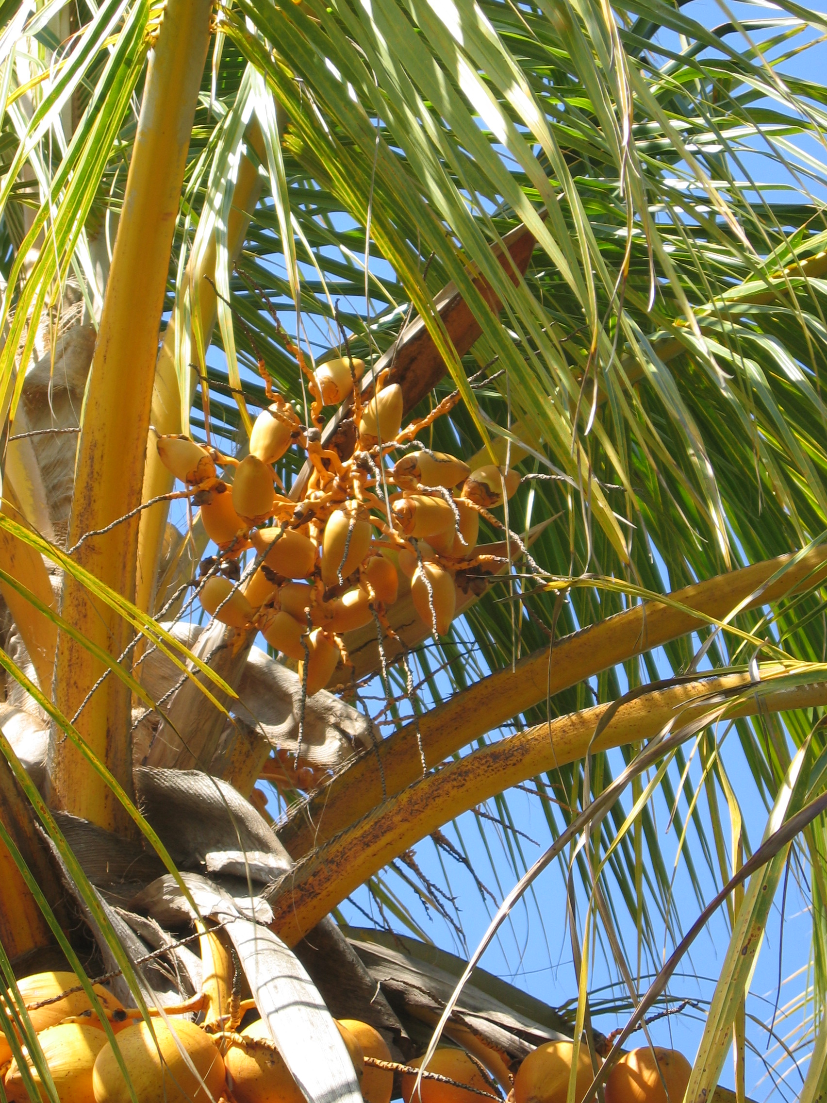 Cocos nucifera  'Spicata' - 