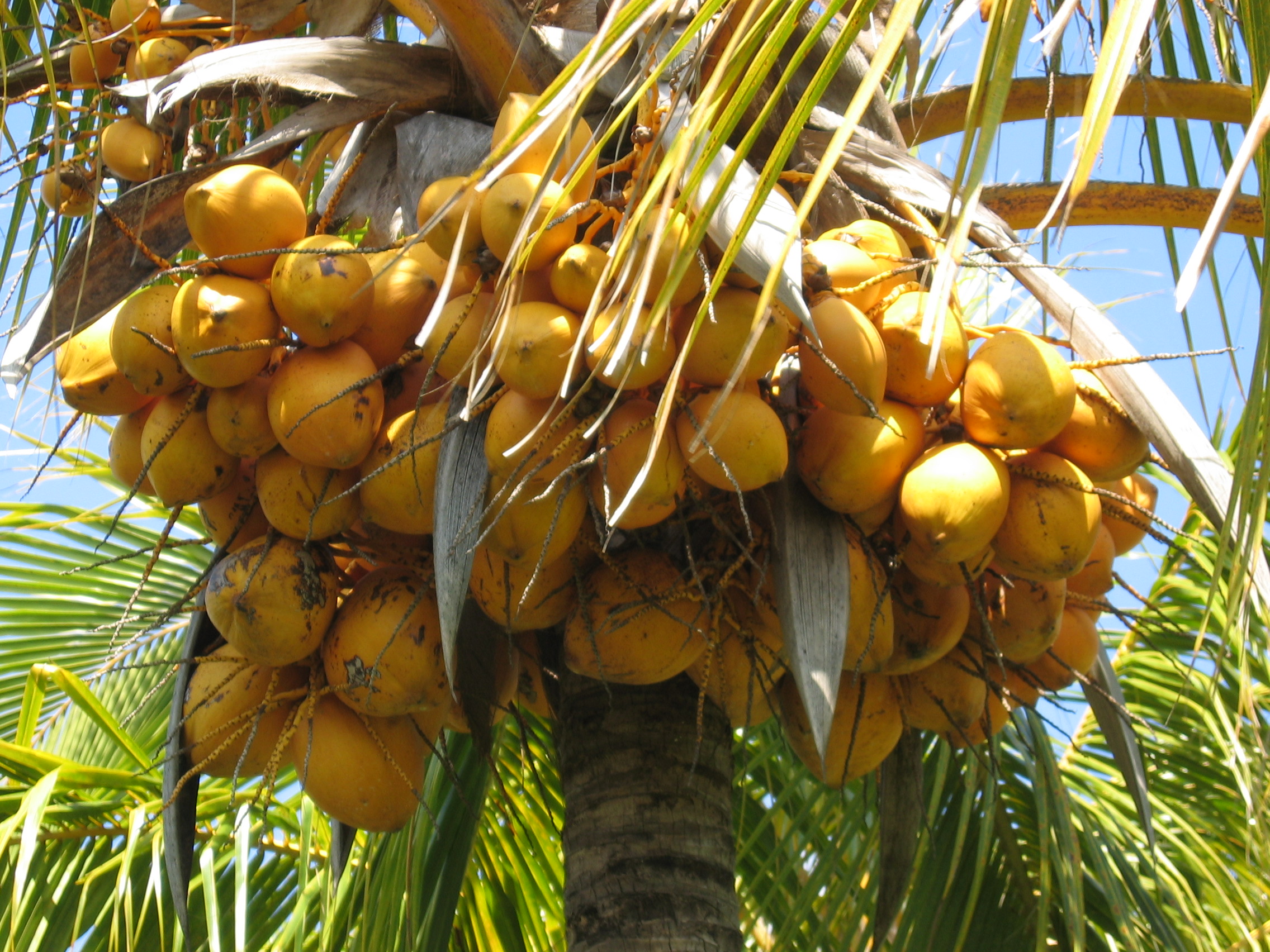 Cocos nucifera  'Spicata' - 