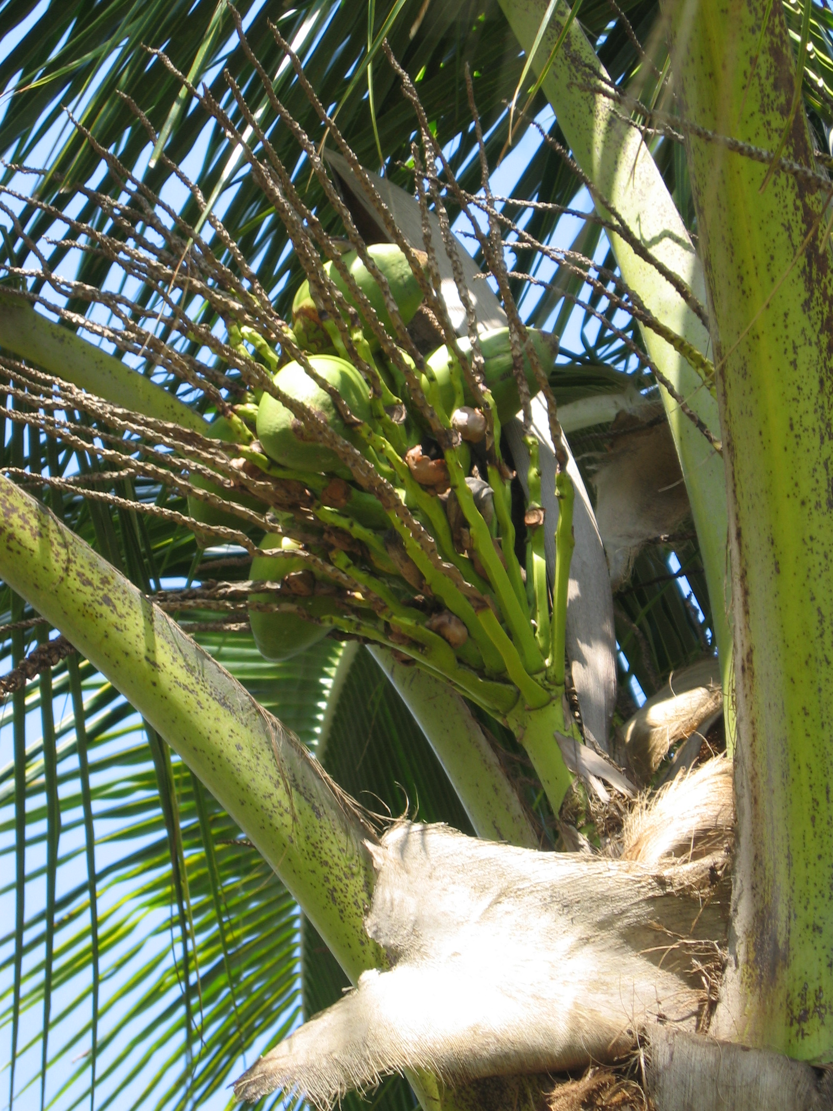 Cocos nucifera   - 