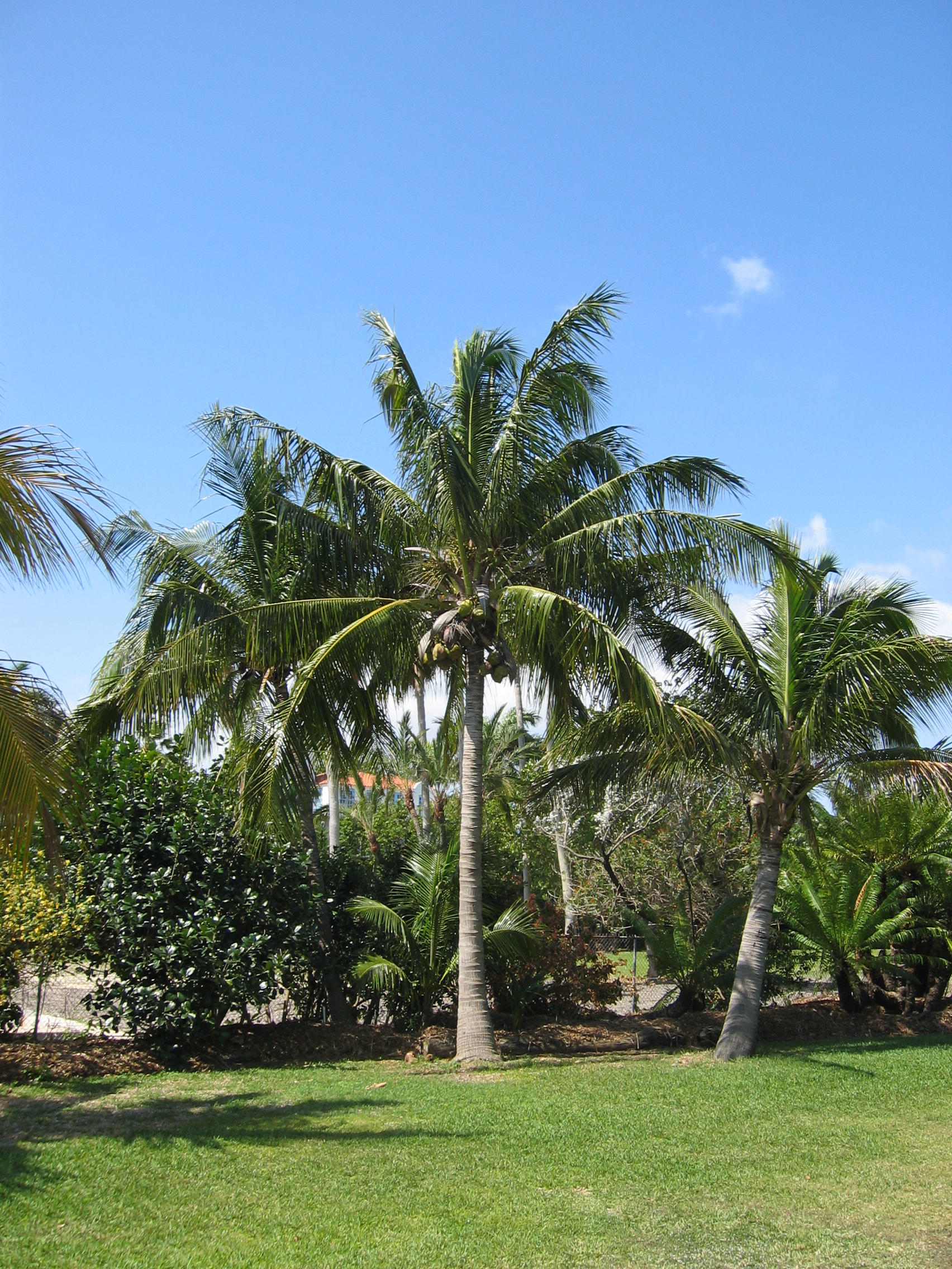 Cocos nucifera   - 