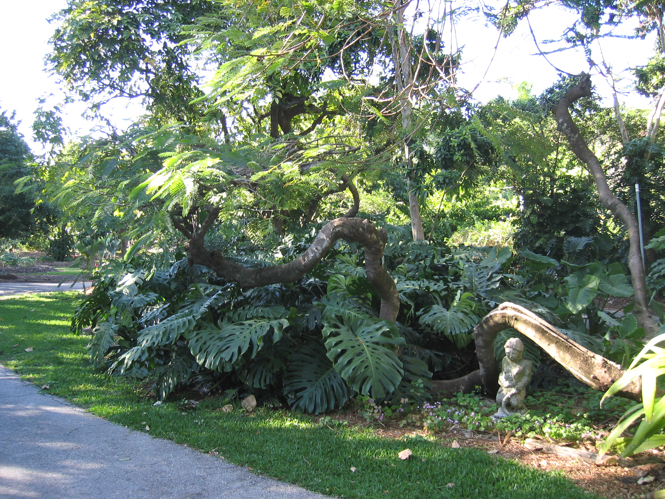 Delonix regia   - Habit