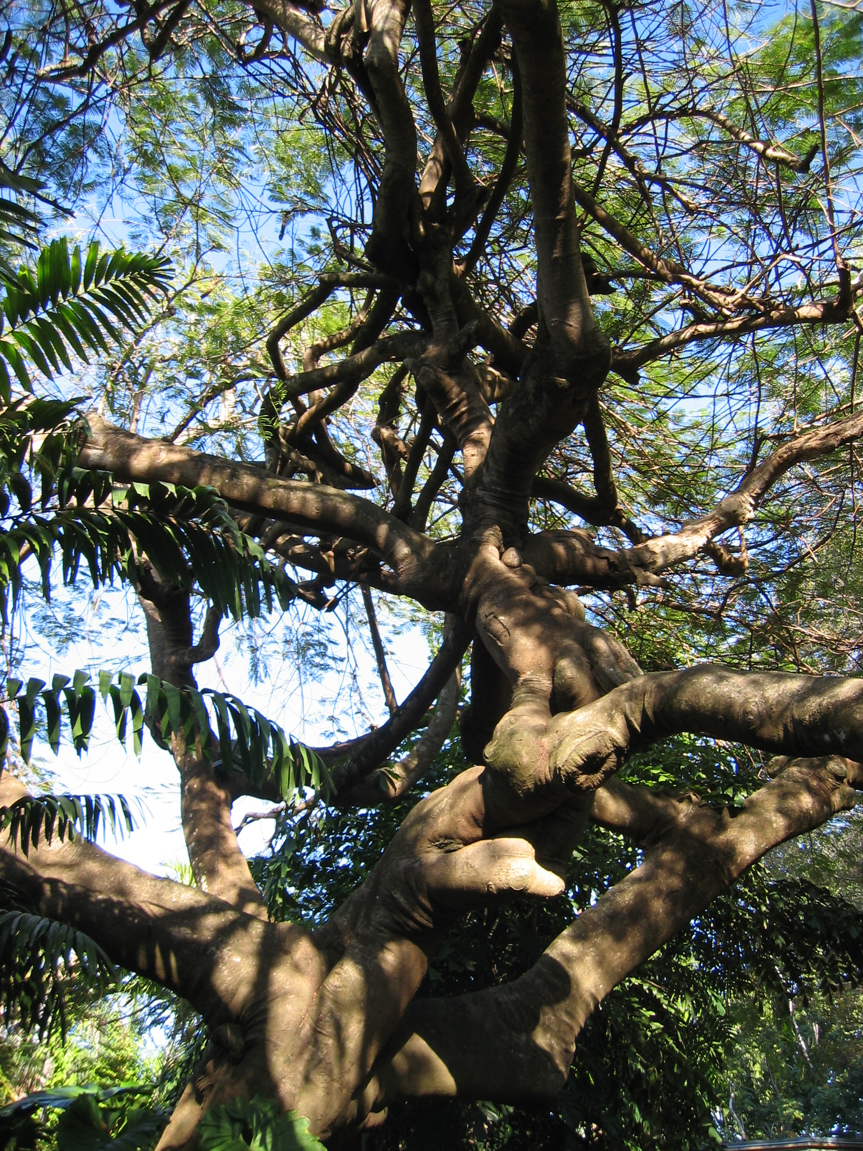 Delonix regia   - Trunk and main branches