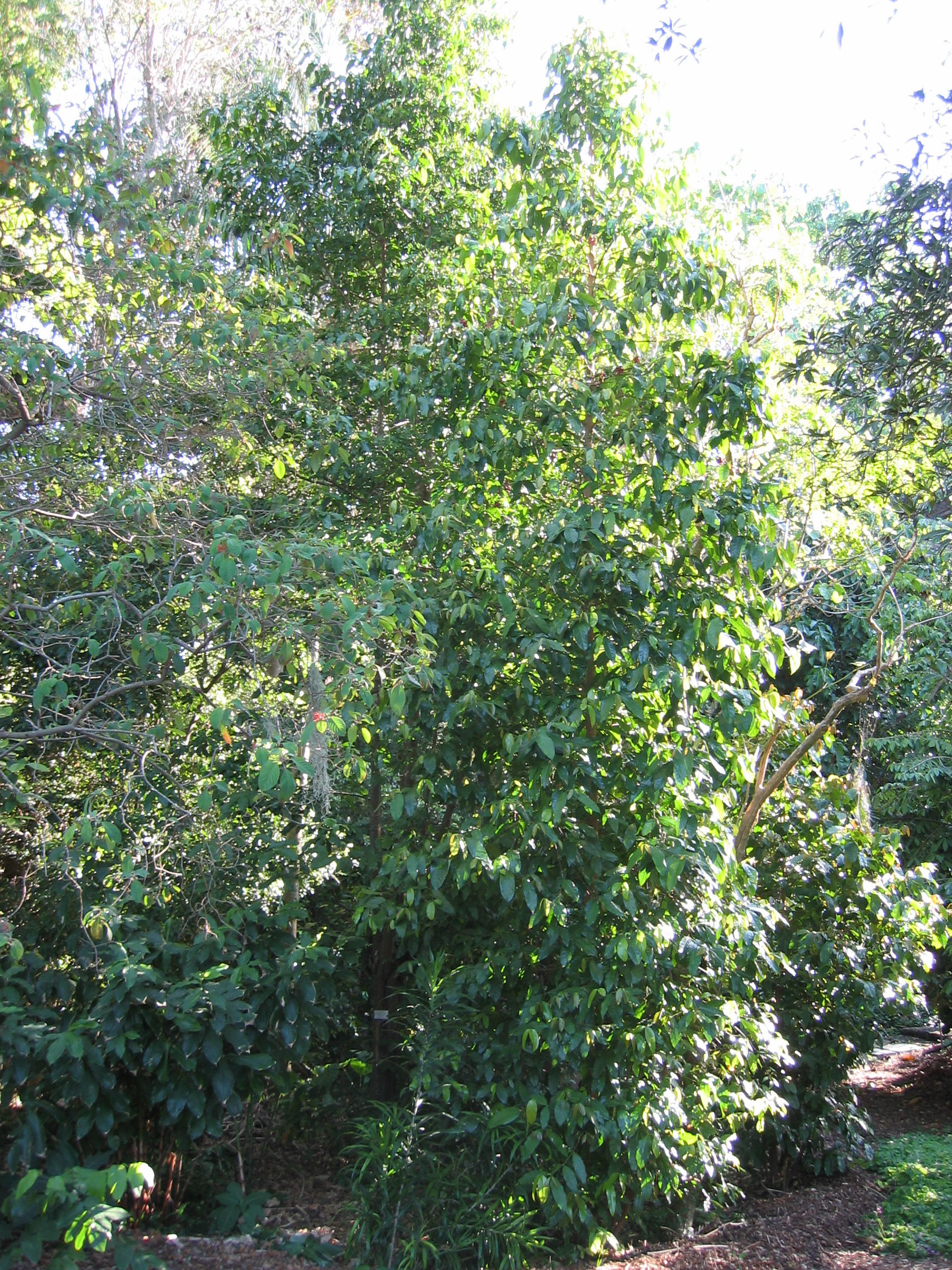 Gnetum gnemon   - 
