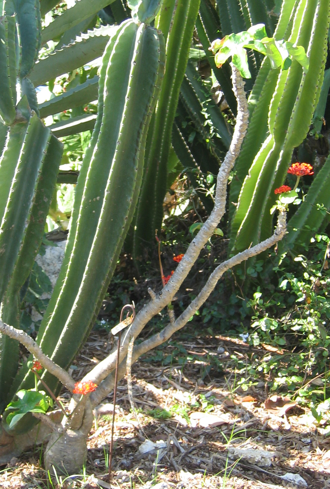 Jatropha podagrica   - 