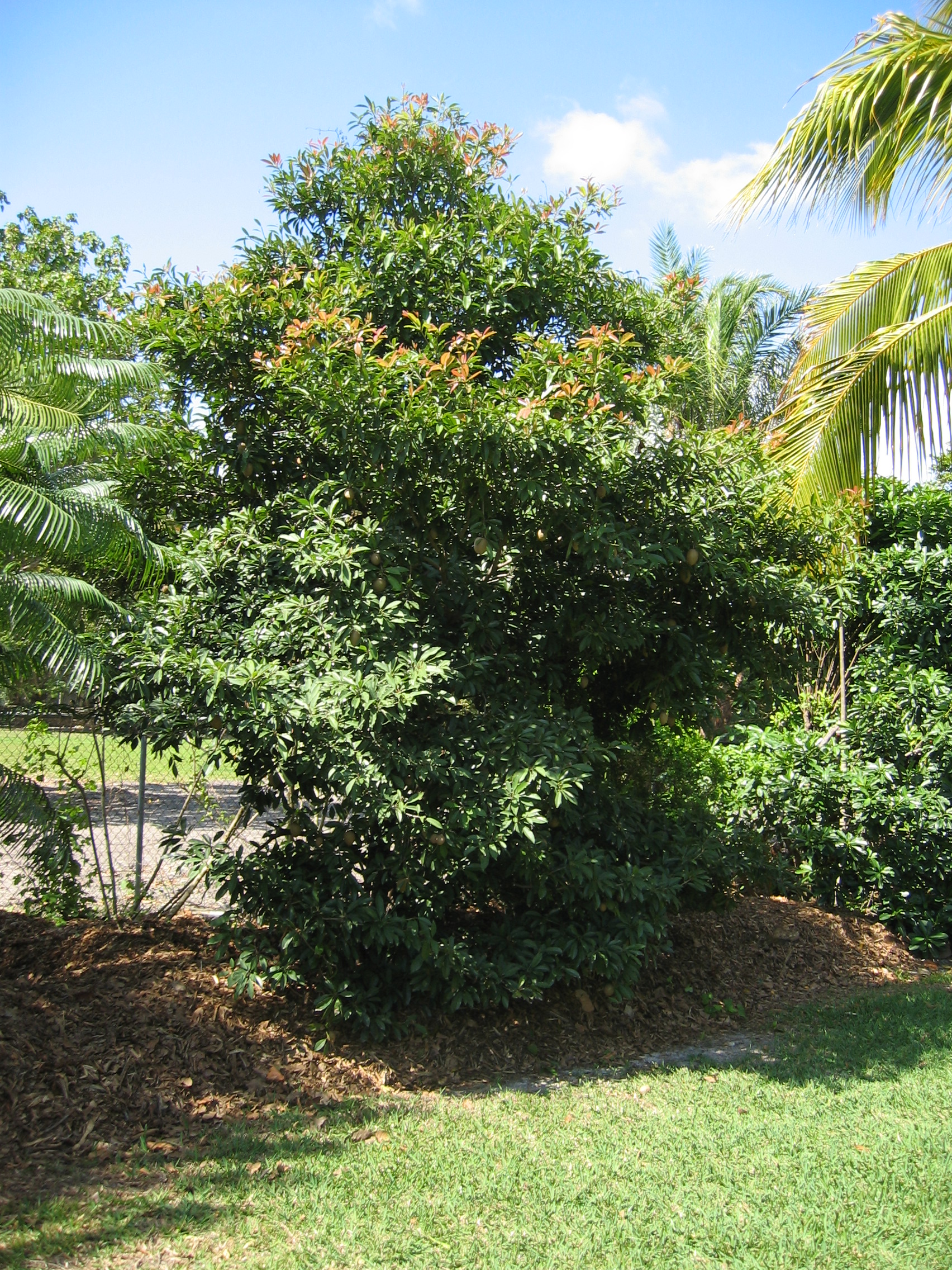 Manilkara zapota   - 
