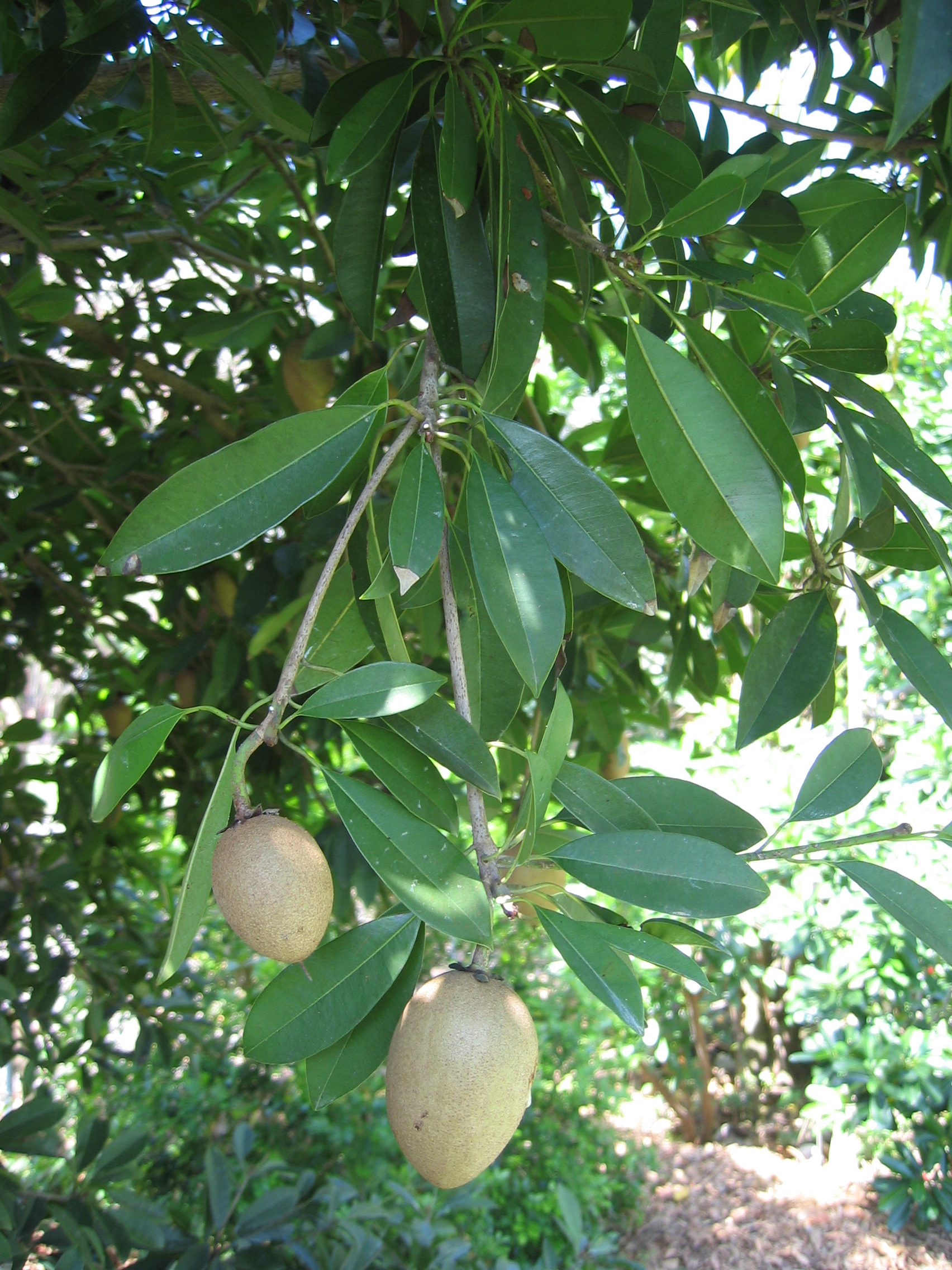 Manilkara zapota   - 