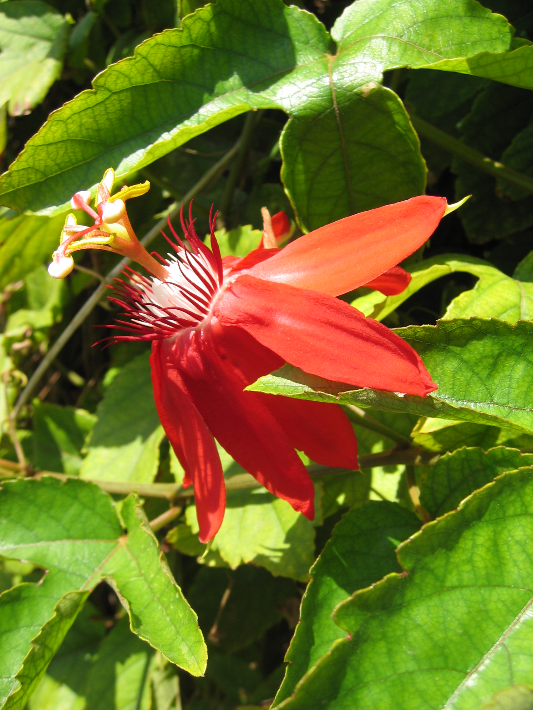 Passiflora cincinnata   - 