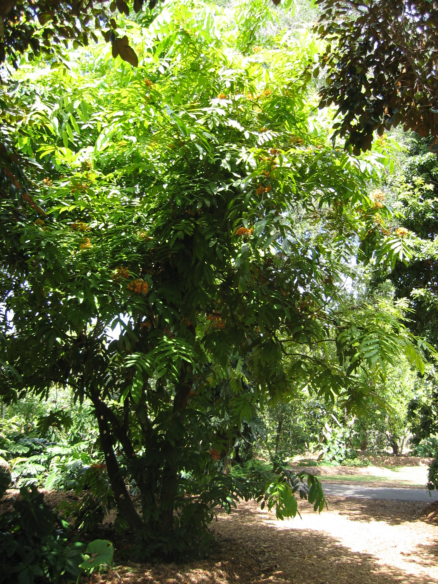 Saraca indica   - 