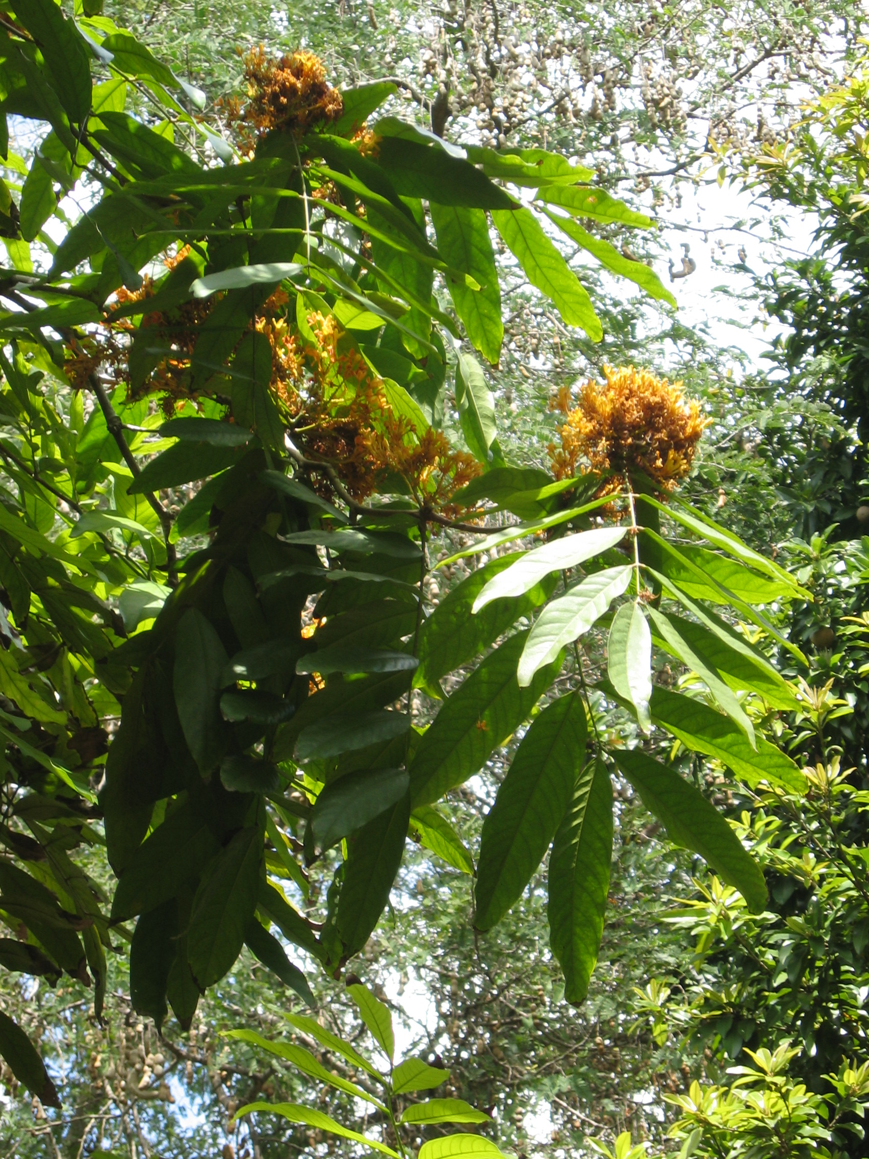 Saraca indica   - 