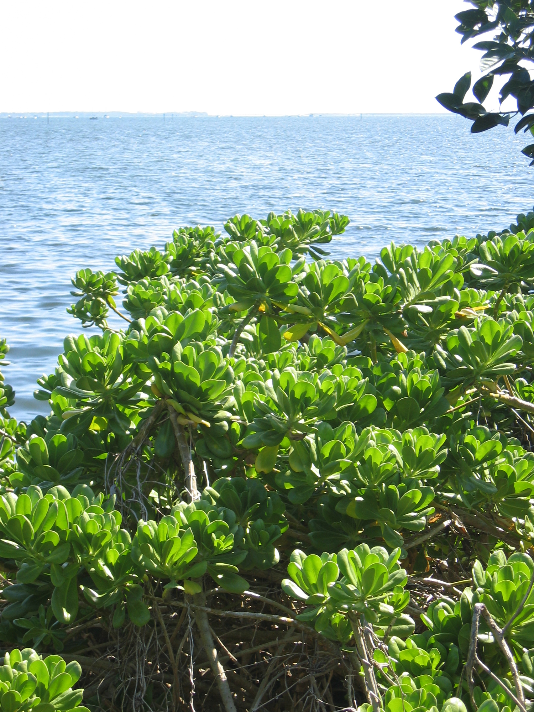 Scaevola taccada   - Plant in Florida (Kampong Garden)