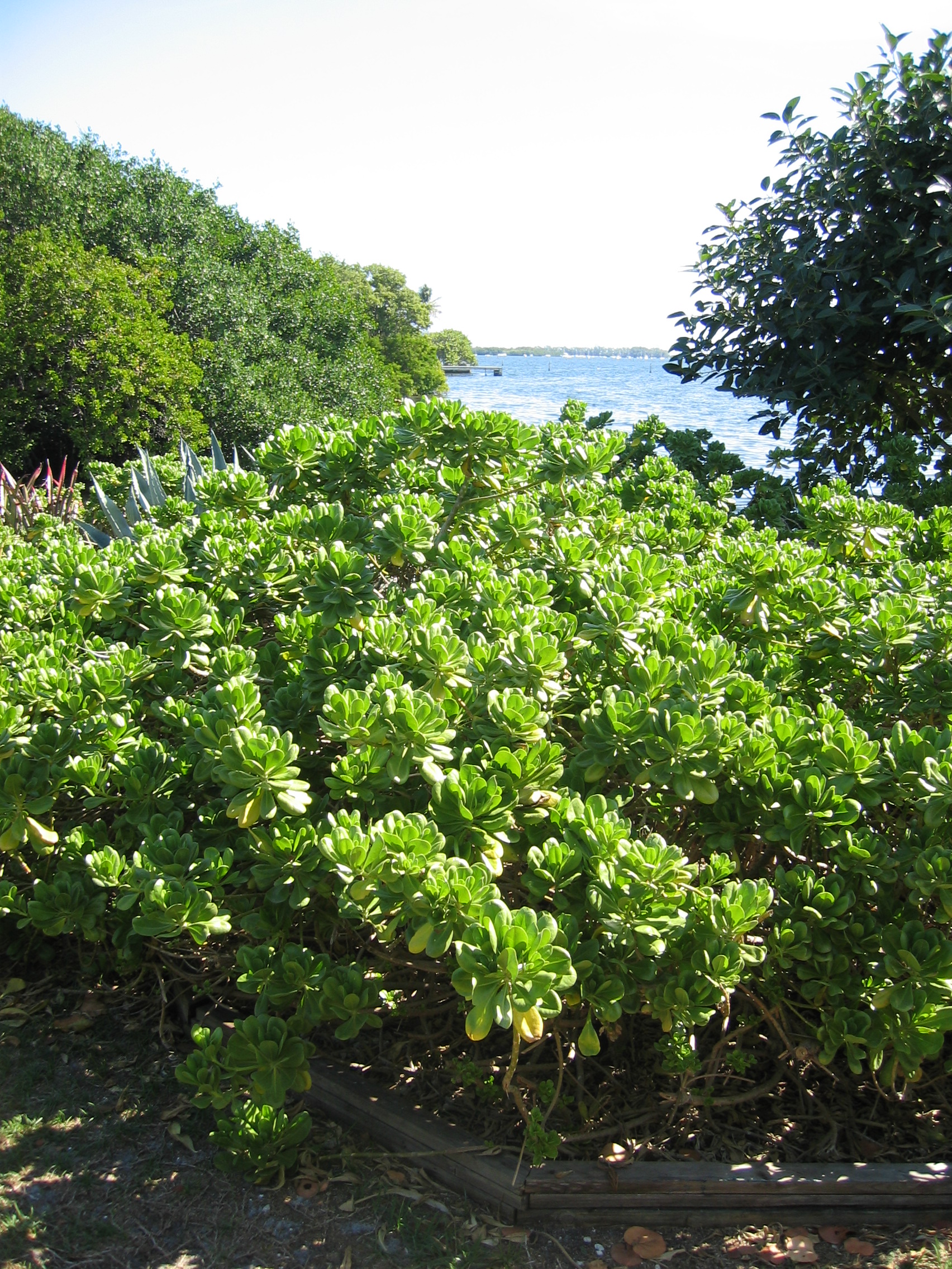 Scaevola taccada   - 