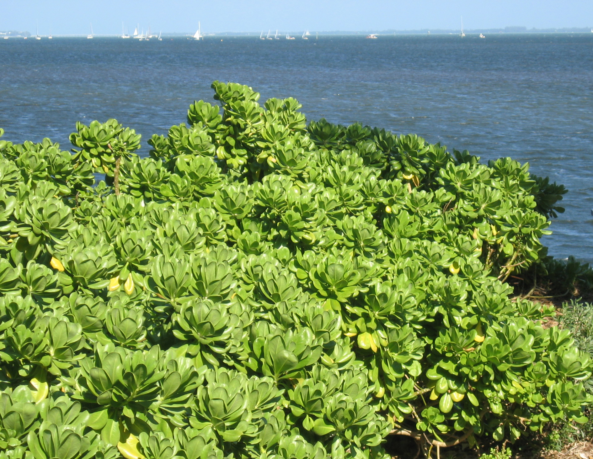 Scaevola taccada   - 