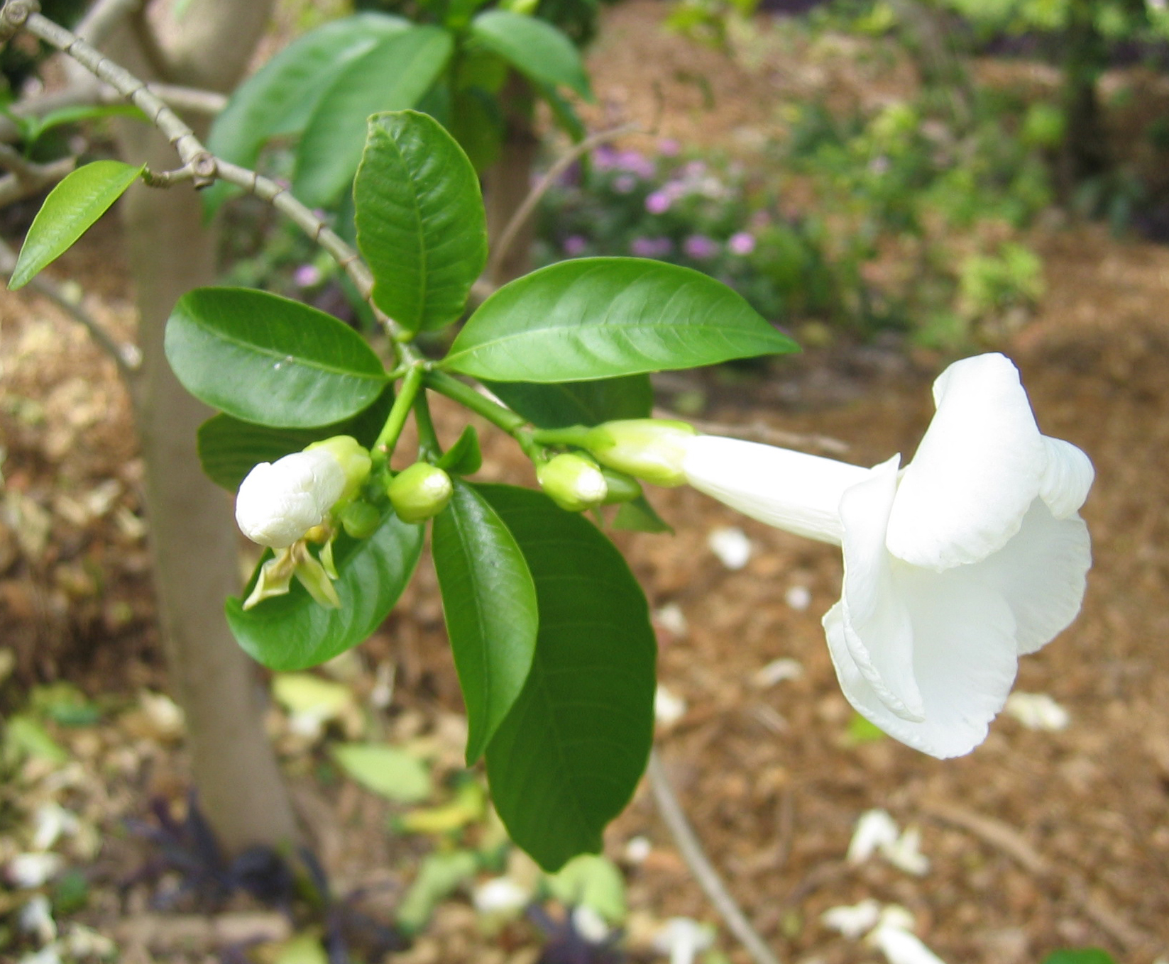 Stemmadenia litoralis   - 