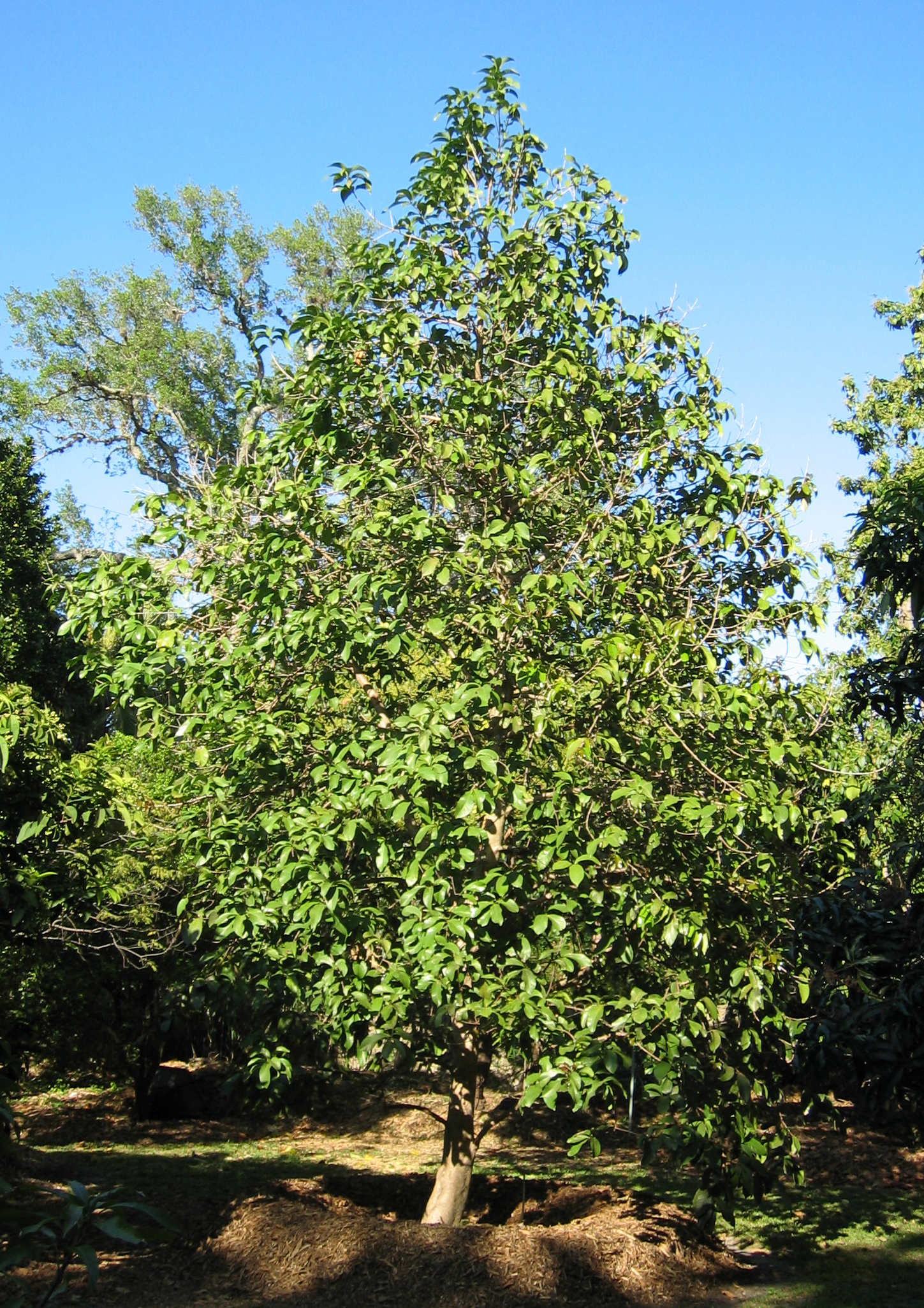 Syzygium malaccense   - 