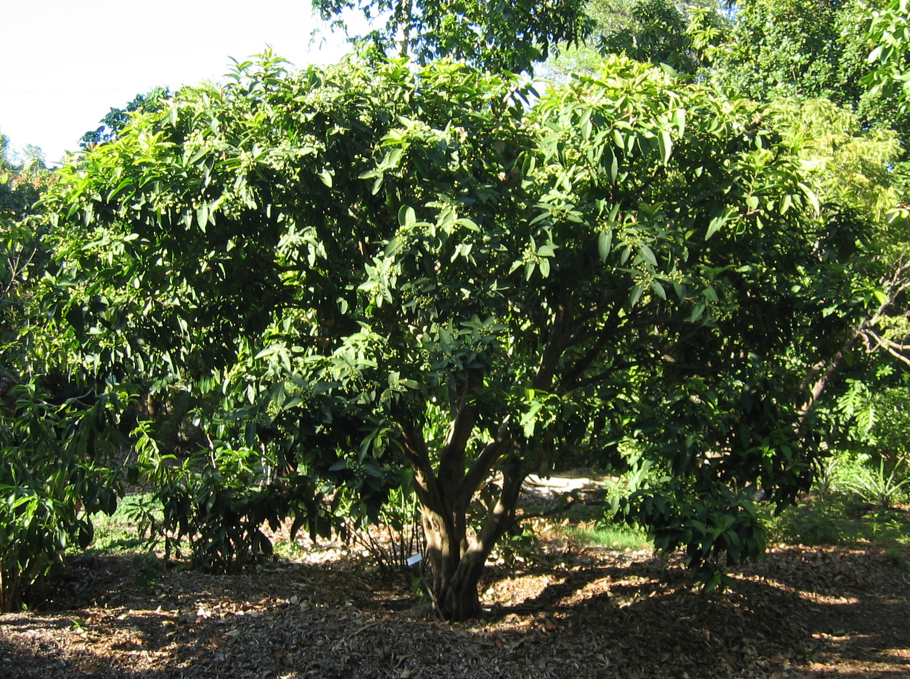 Syzygium samarangense   - 