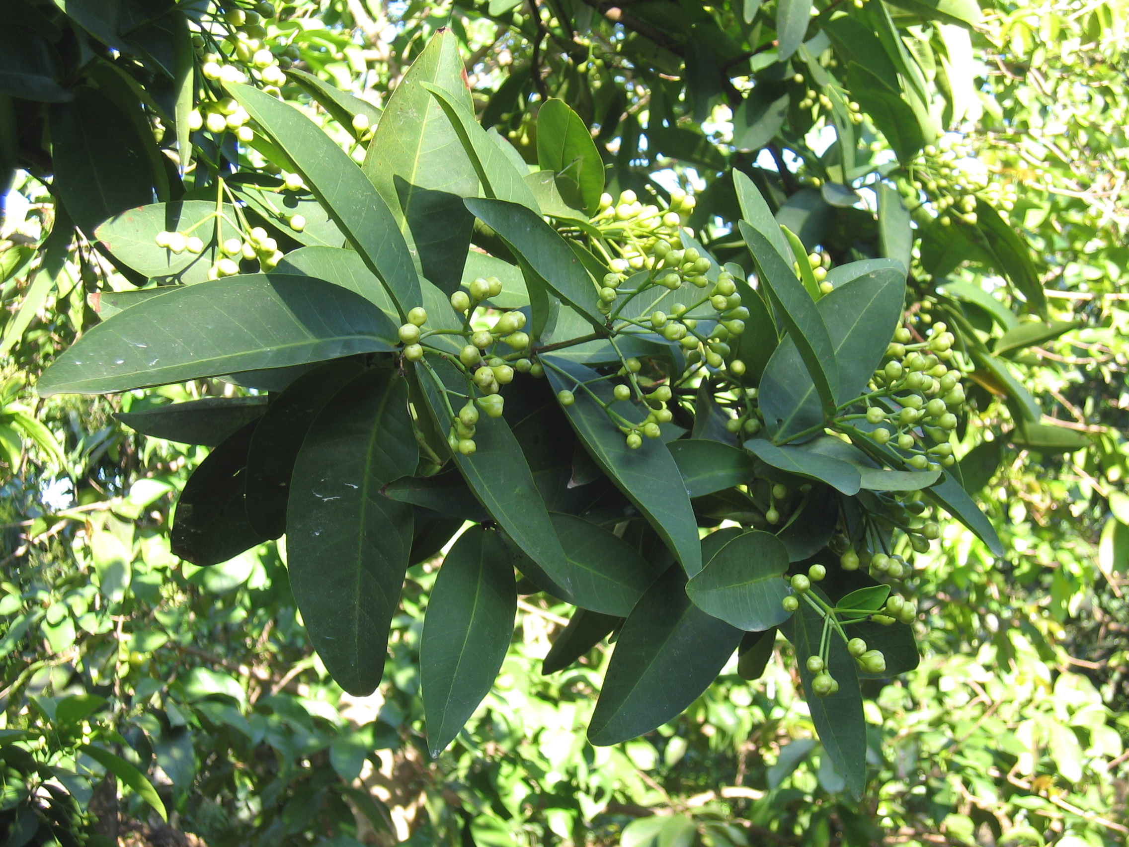 Syzygium samarangense   - 