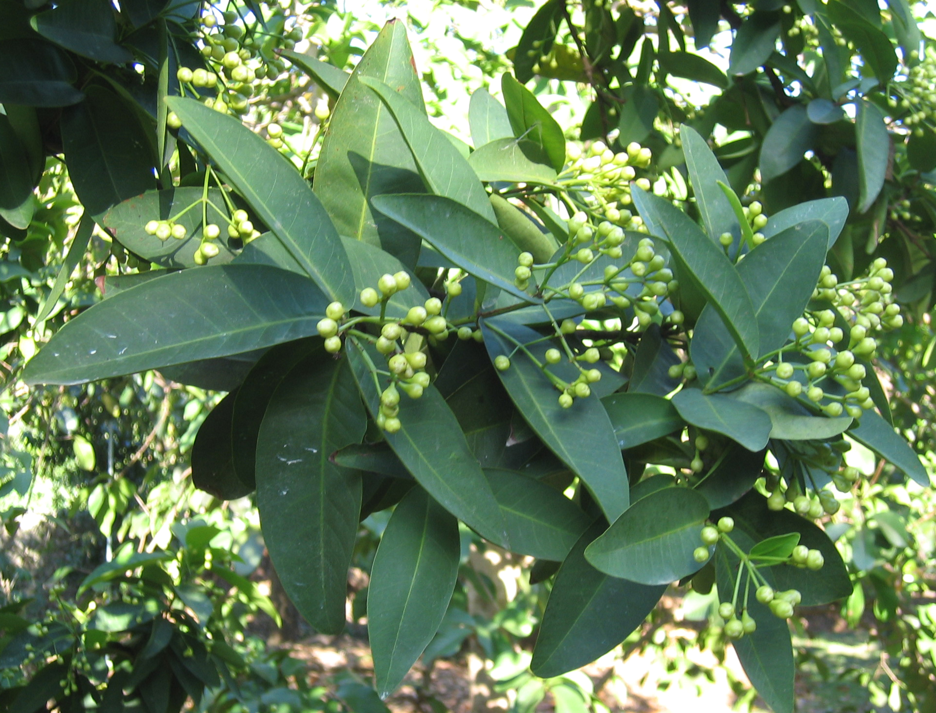 Syzygium samarangense   - 
