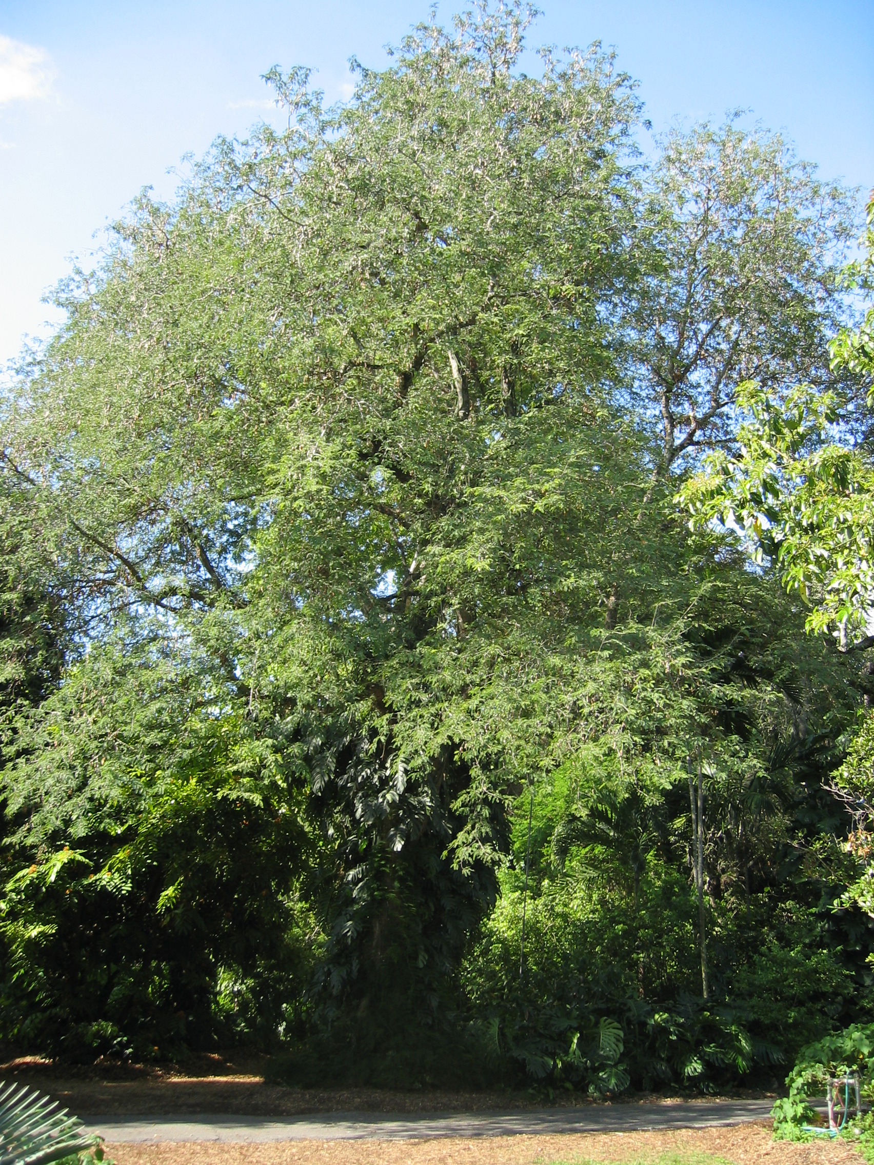 Tamarindus indica   - 