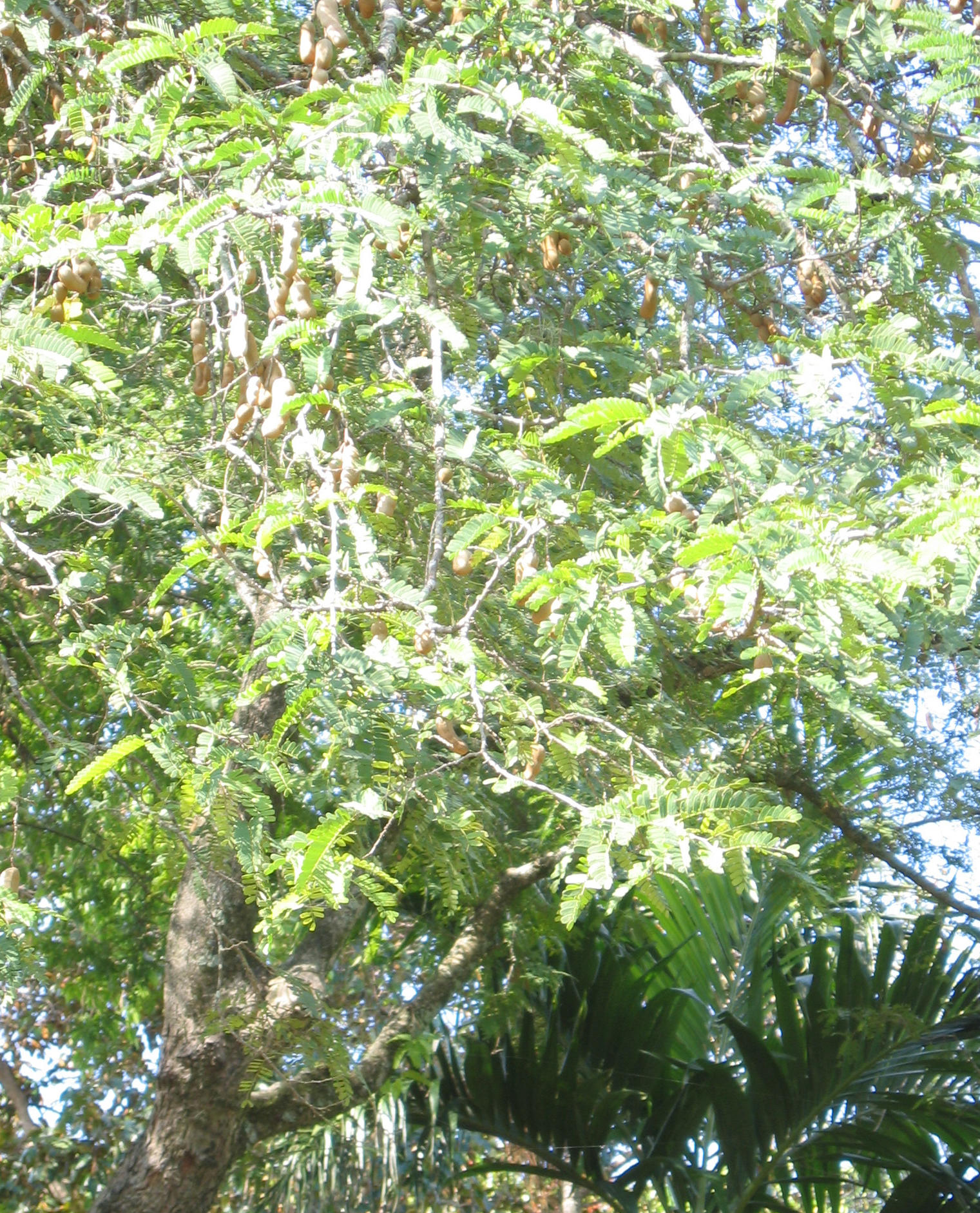 Tamarindus indica   - 