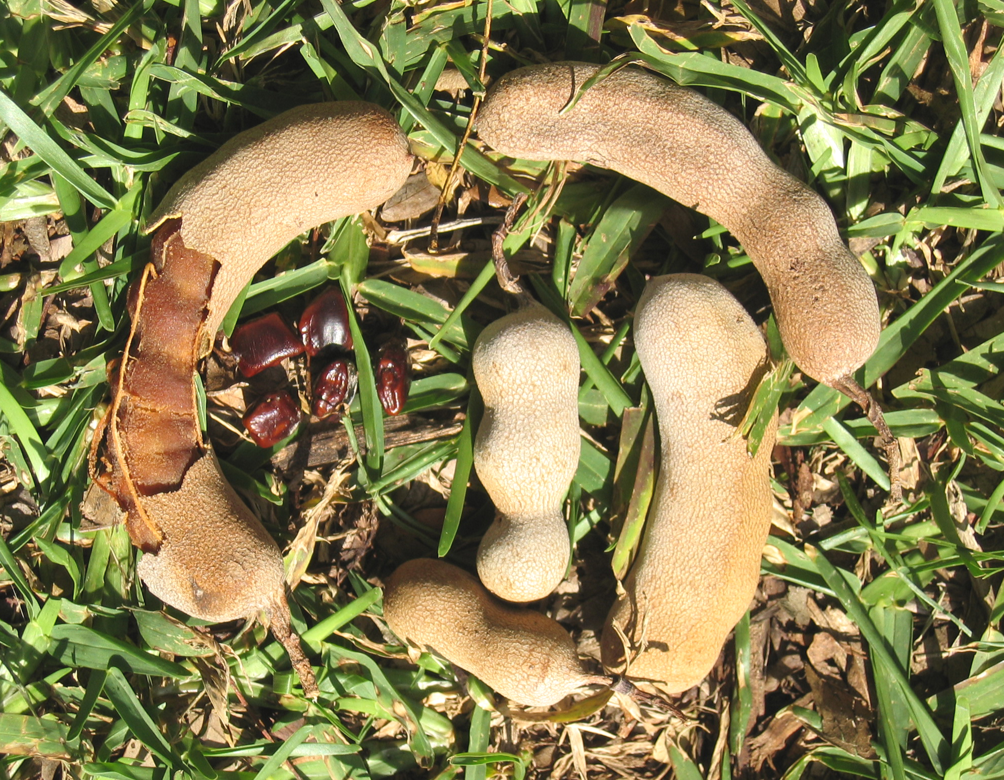 Tamarindus indica   - 