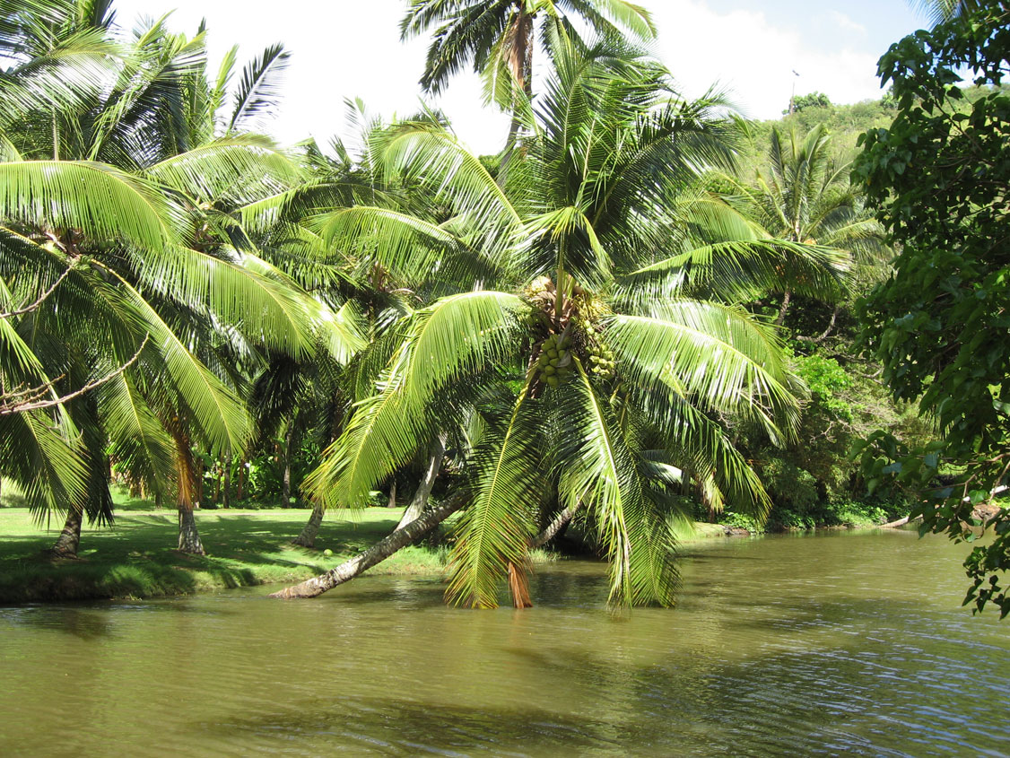 Cocos nucifera   - Cocos nucifera over Lawai Kai stream