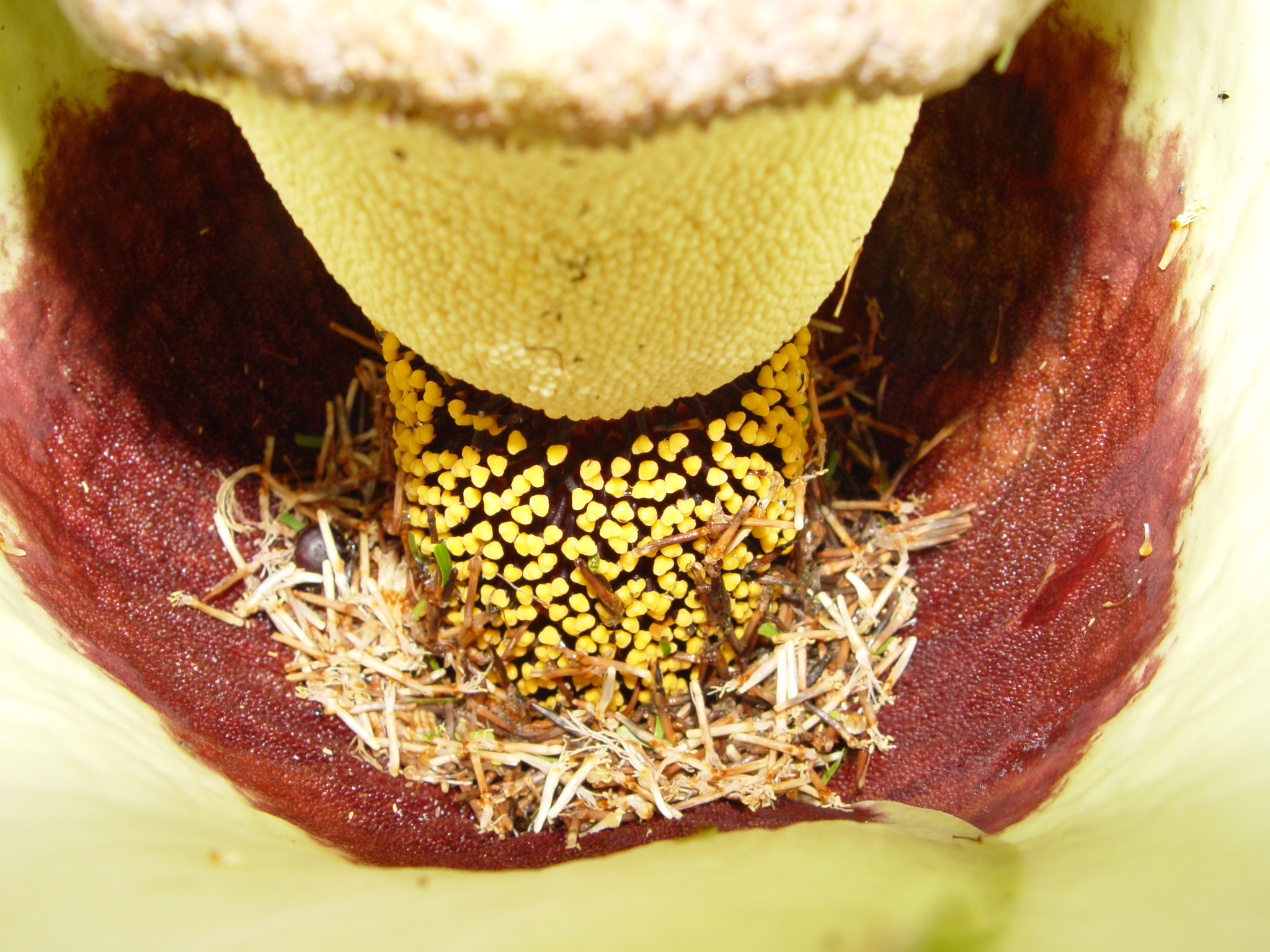 Amorphophallus lambii   - Female and male flowers inside spathe