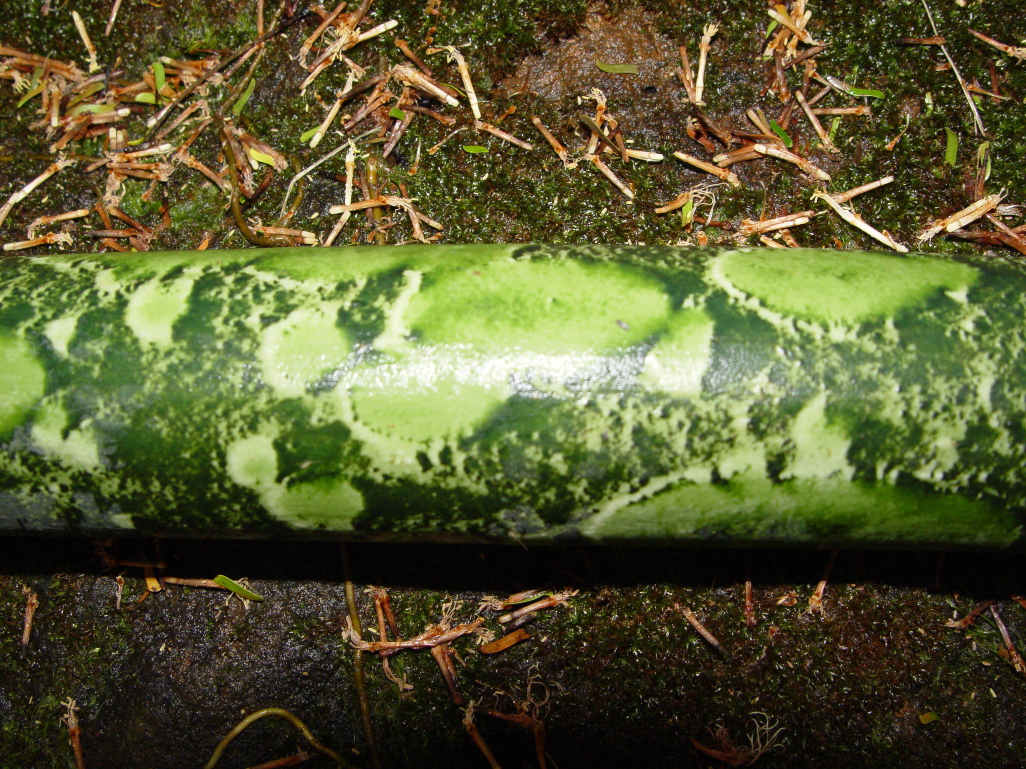 Amorphophallus lambii   - Petiole showing markings