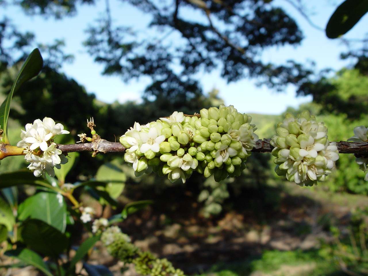 Coffea mauritiana   - Flowering branch with buds and flowers