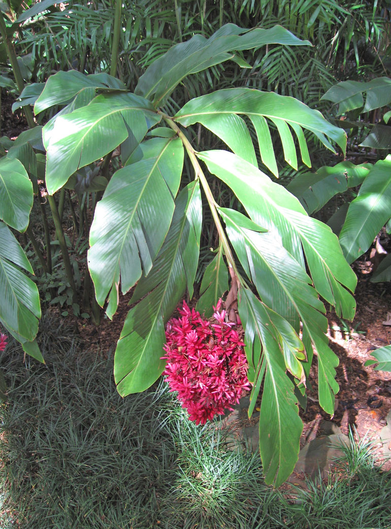 Alpinia purpurata  'Tahitian' - Alpinia purpurata 'Tahitian' - Flowers