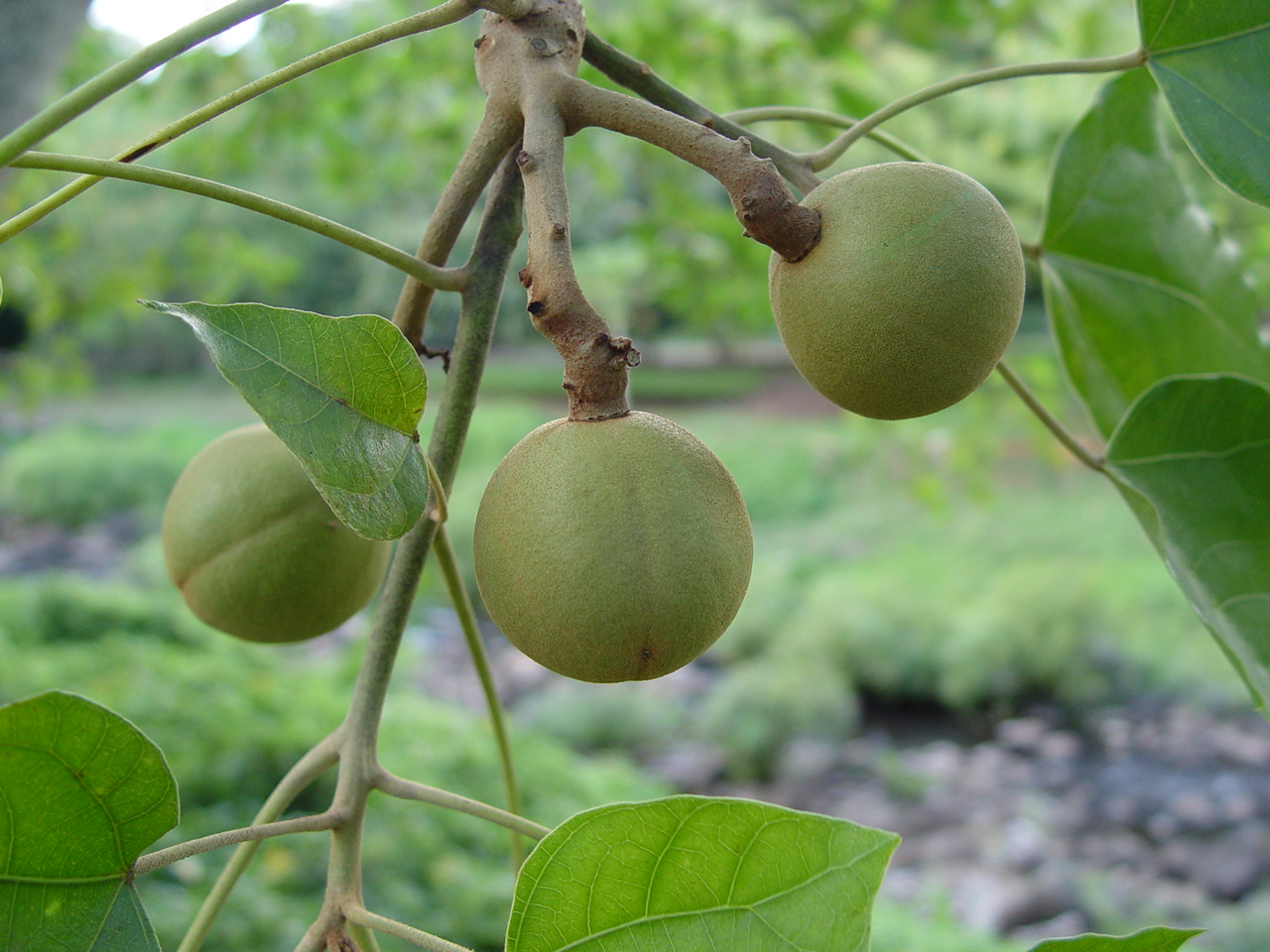 Aleurites moluccana   - Aleurites moluccana