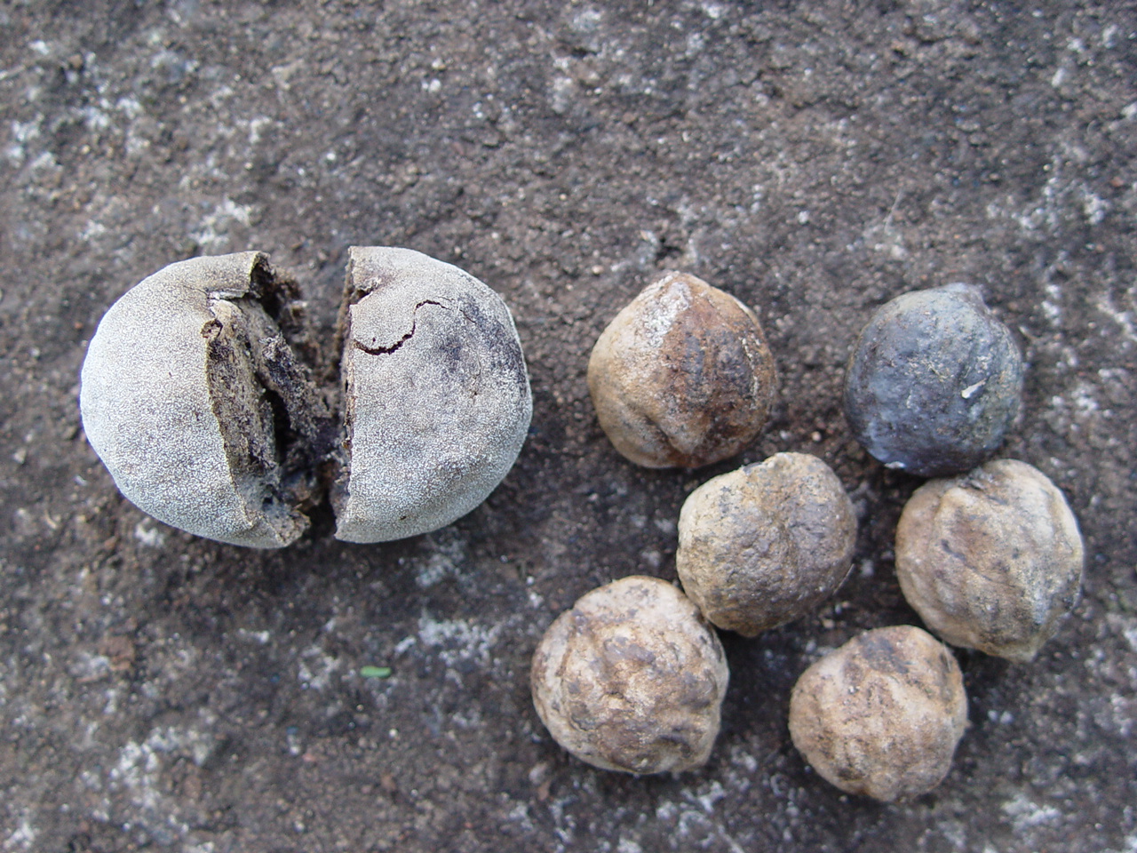 Aleurites moluccana   - Fallen split fruit, seeds