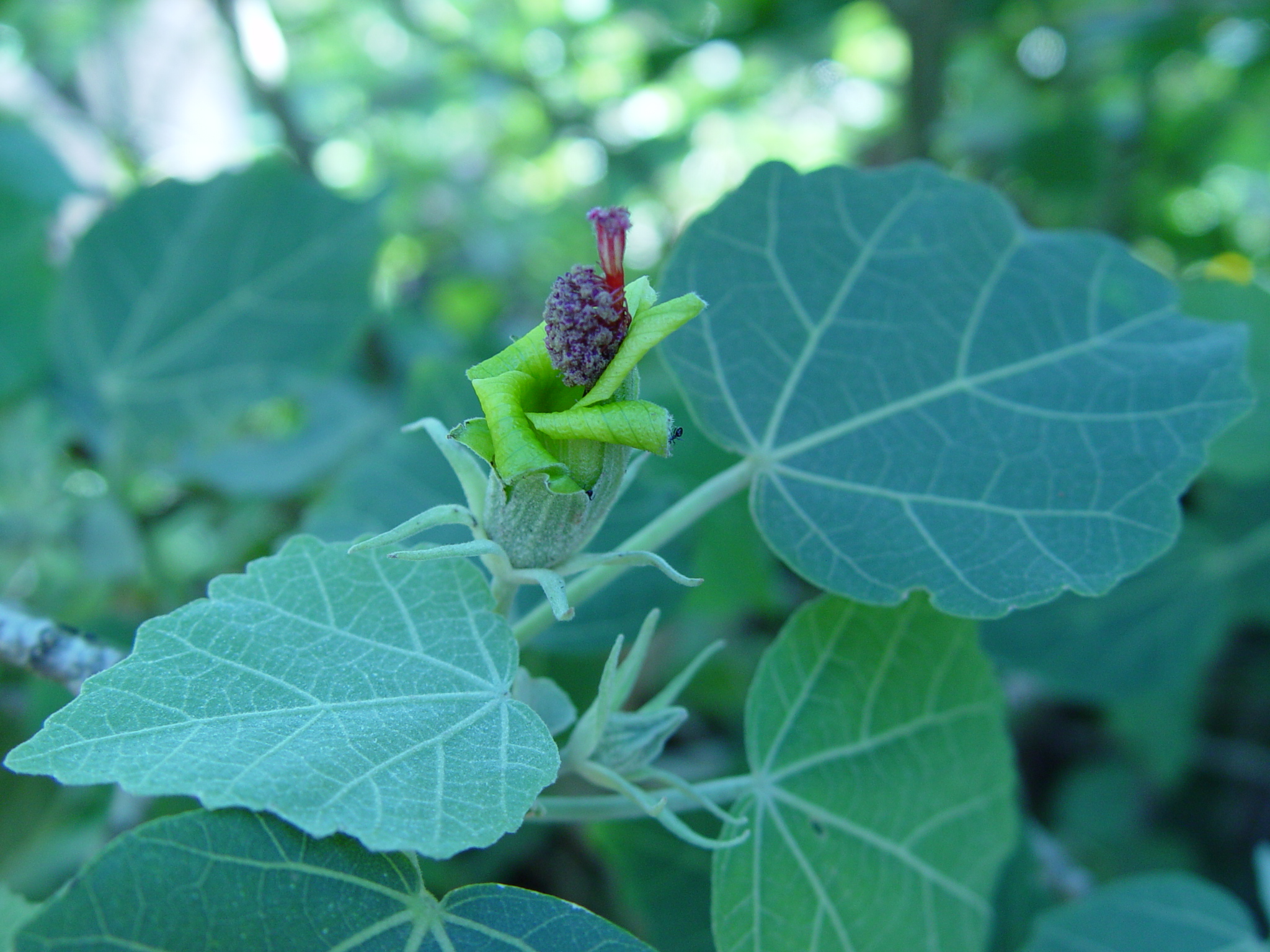 Hibiscadelphus distans   - Hibiscadelphus distans flower