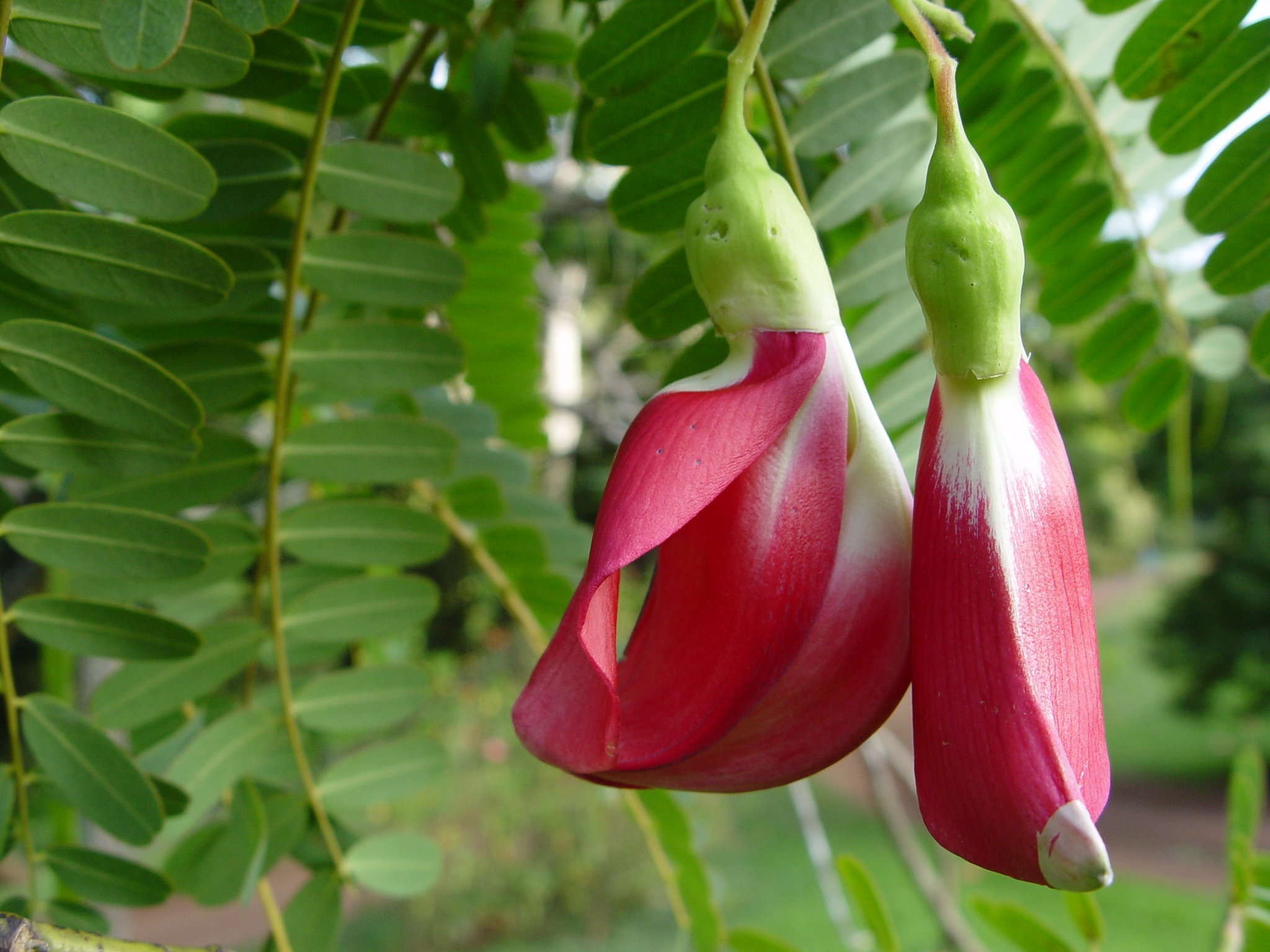 Sesbania grandiflora   - Sesbania grandiflora flower