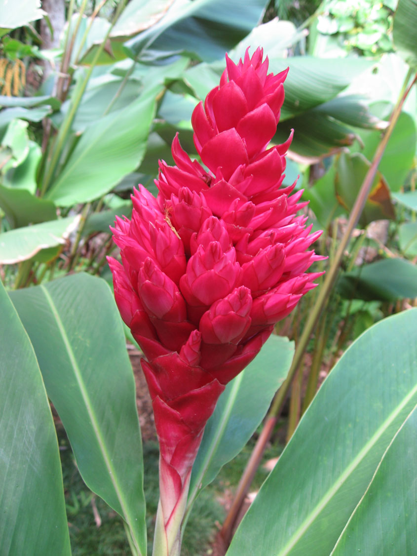 Alpinia purpurata  'Tahitian' - Alpinia.purpurata Tahitian'