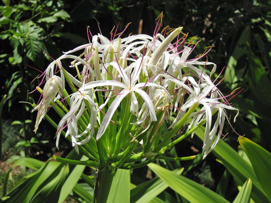 Crinum pedunculatum   - Inflorescence, white flower form