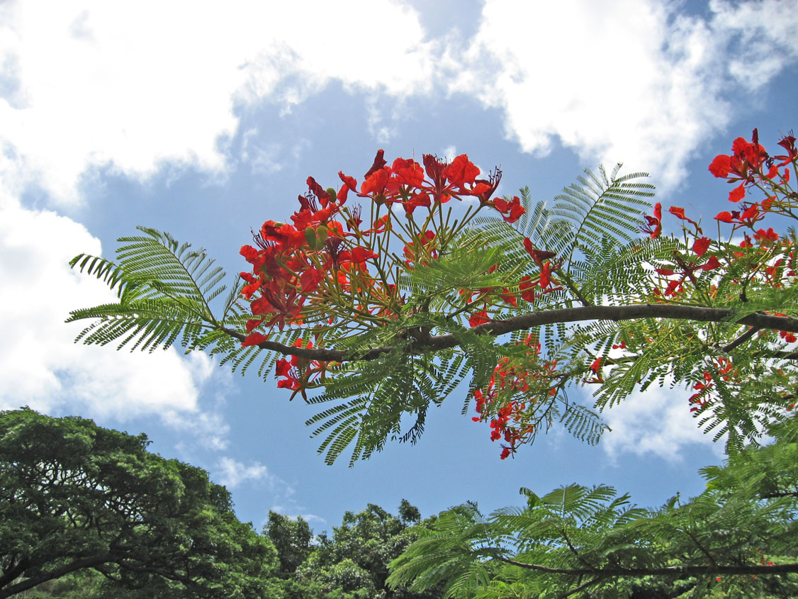 Delonix regia   - flowers