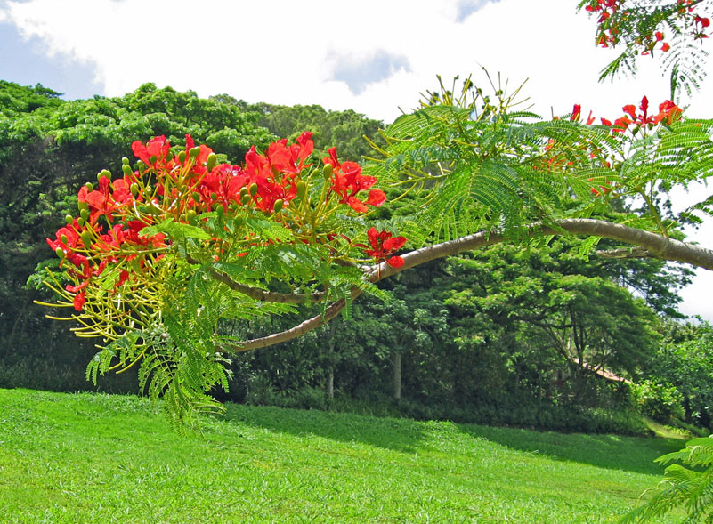 Delonix regia   - flowers