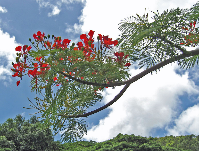 Delonix regia   - flowers