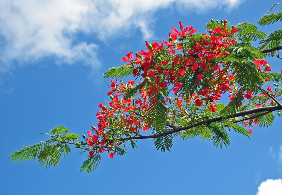 Delonix regia   - flowers