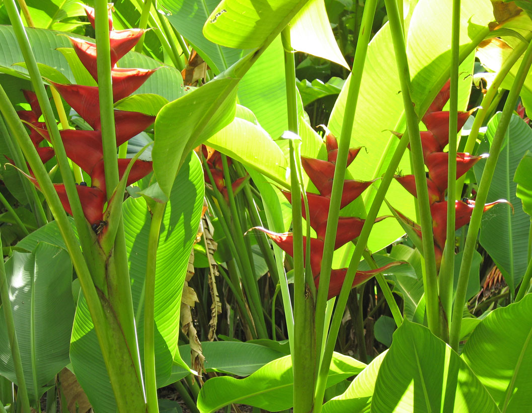 Heliconia caribaea   - flower